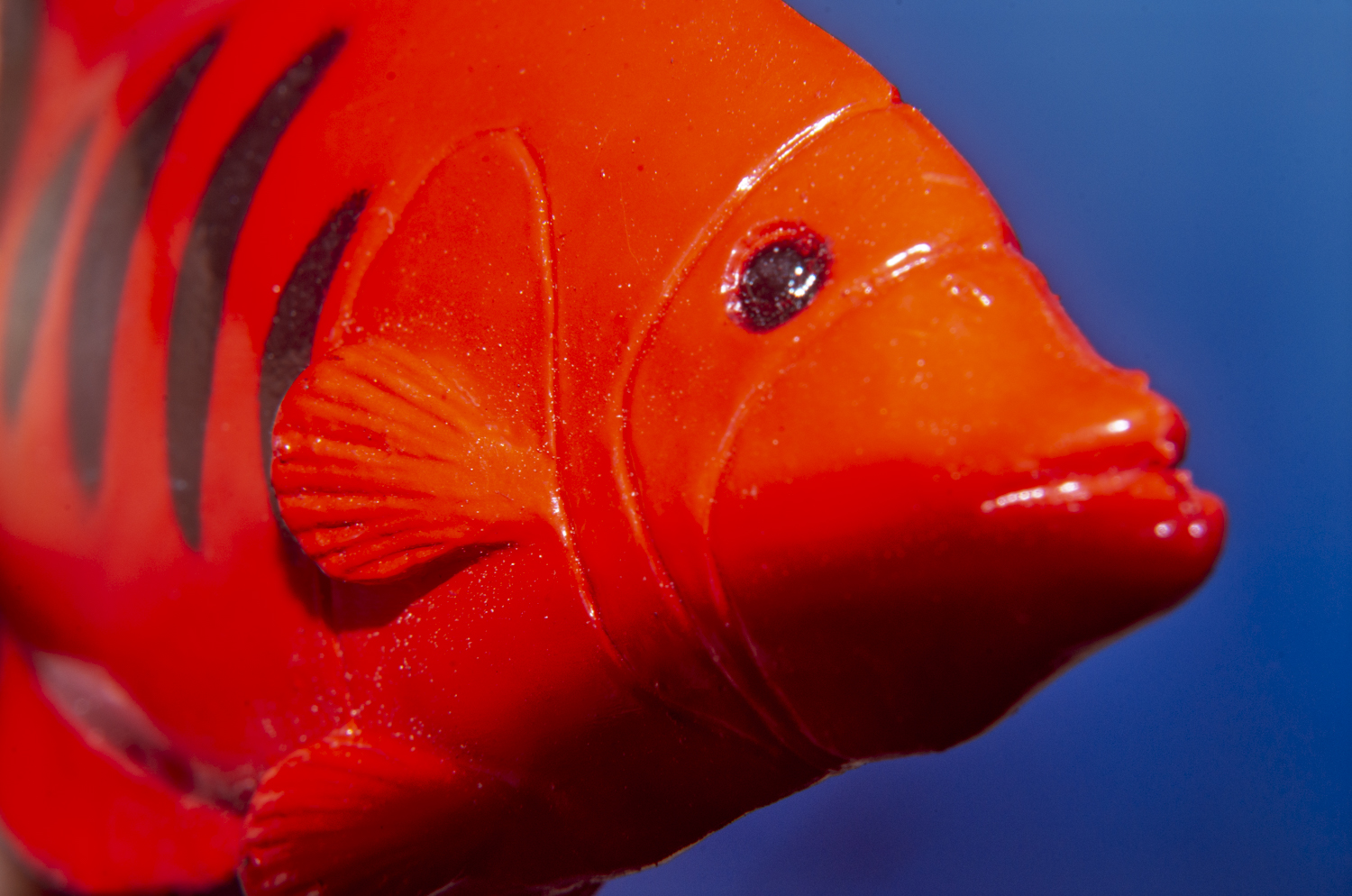 Brilliant Red Angelfish in Macro Detail