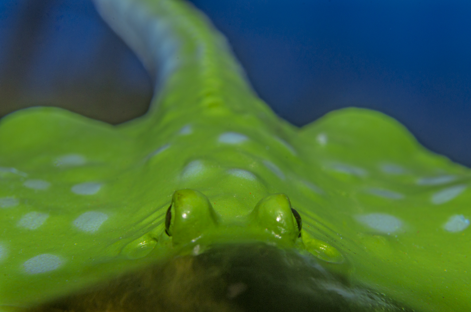 Face to Face with a Spotted Stingray