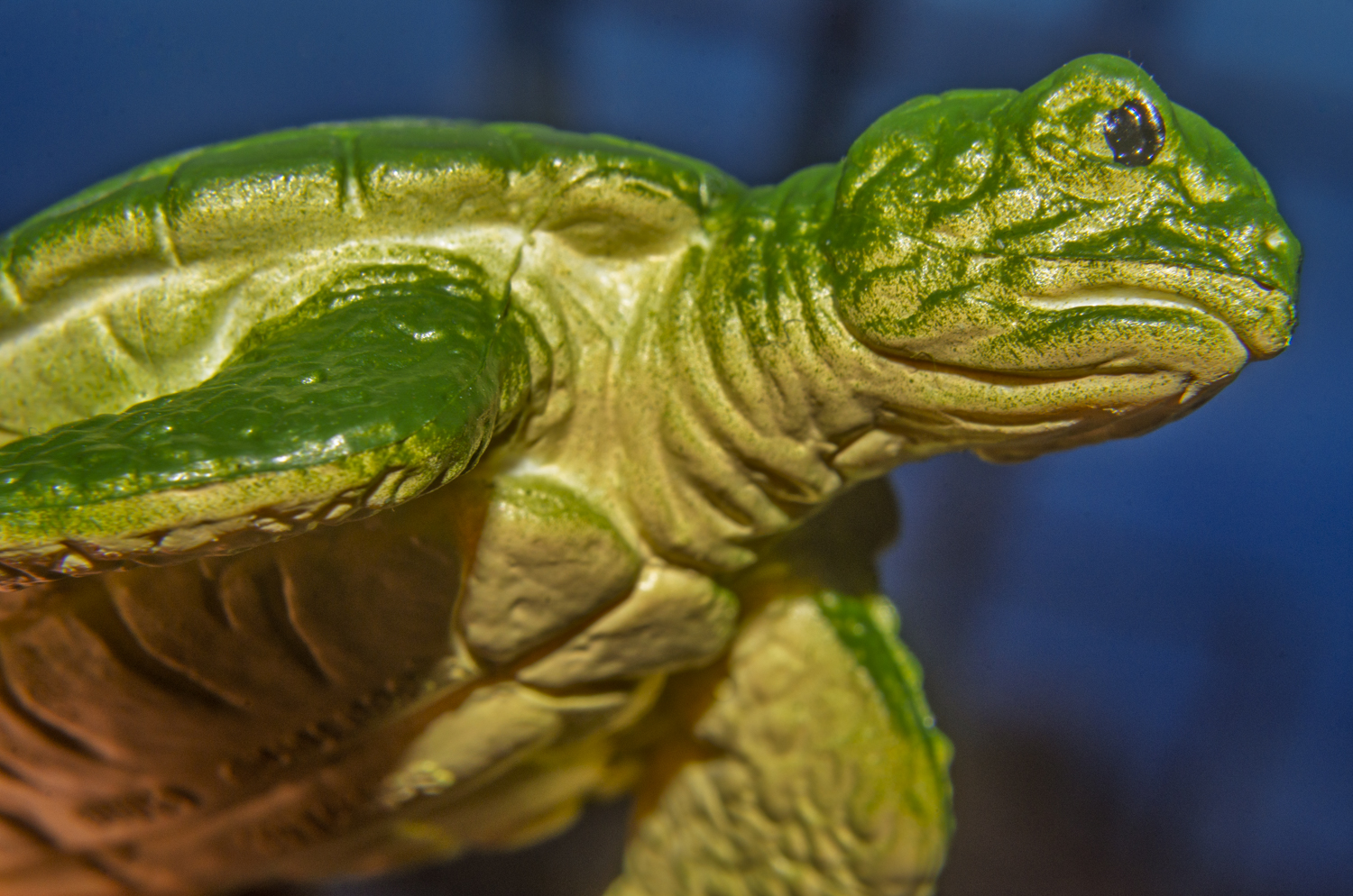 Kemp's Ridley Sea Turtle Close-Up