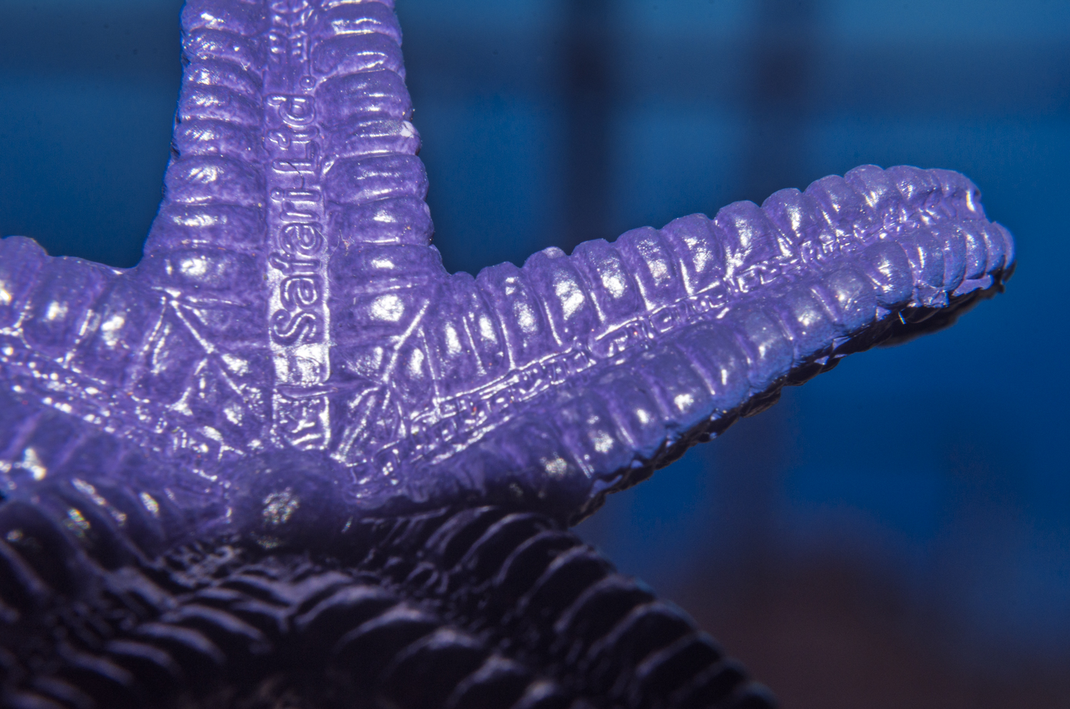Hidden Patterns of a Sea Star