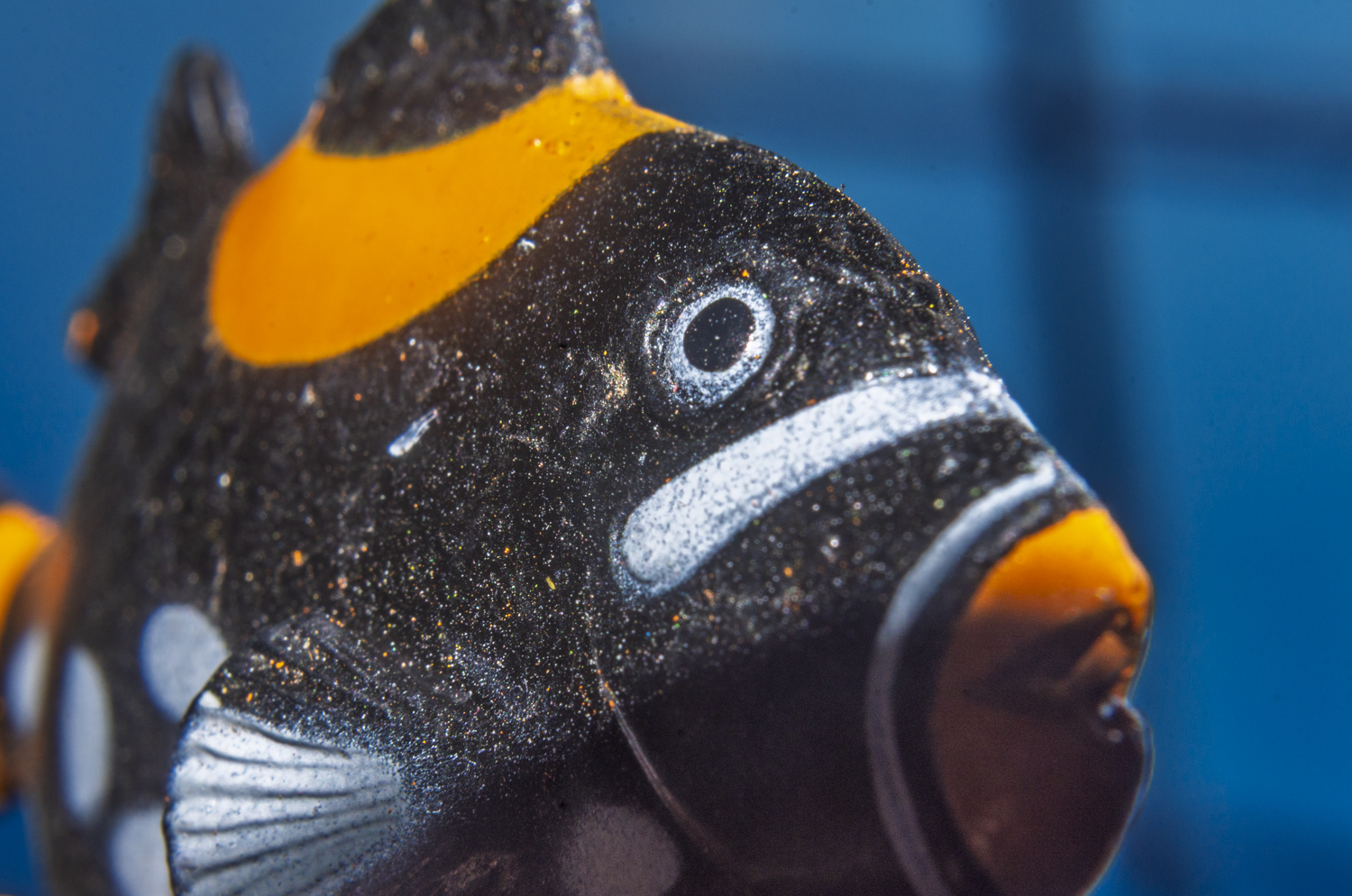 Bold Colors of the Clown Triggerfish