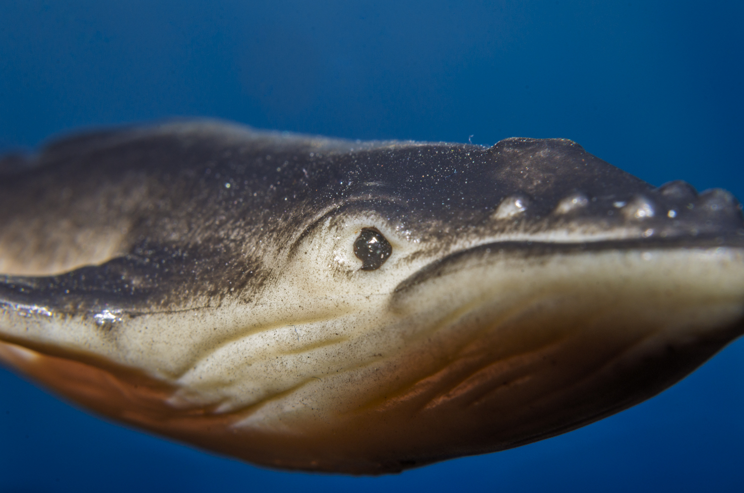 Eye of the Humpback