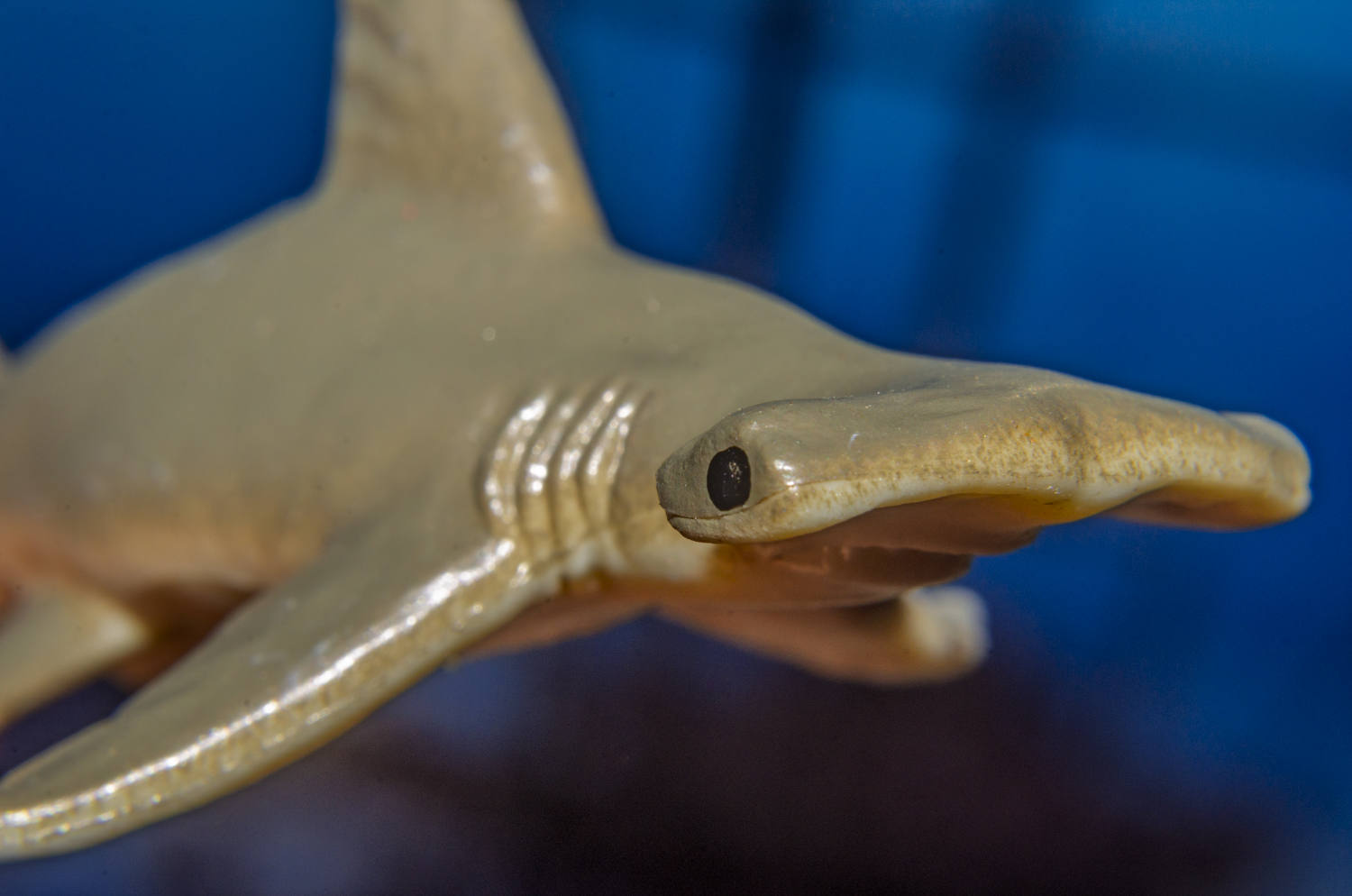 Hammerhead Shark: An Icon in Miniature