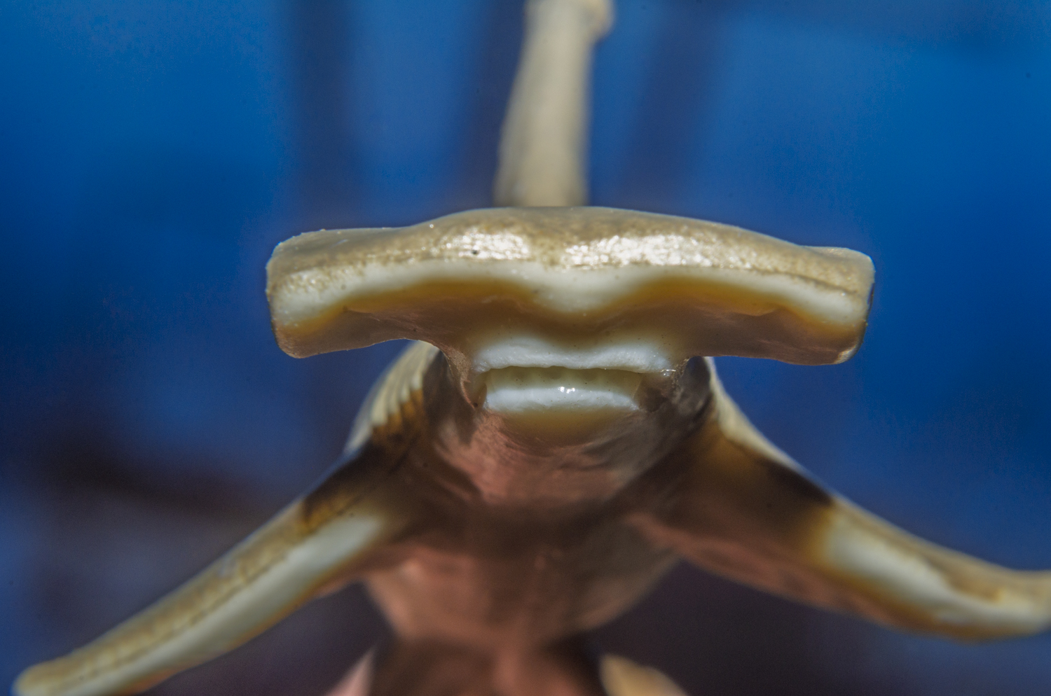 Hammerhead Shark: Straight On
