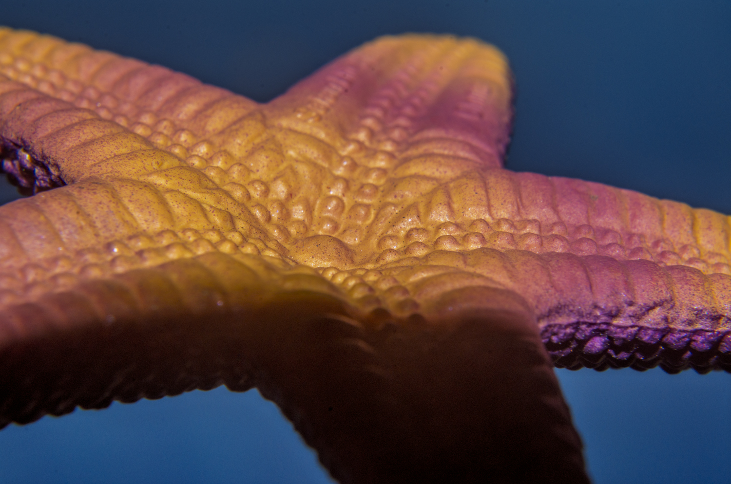 Sea Star Texture: A Macro Study Beneath the Waves