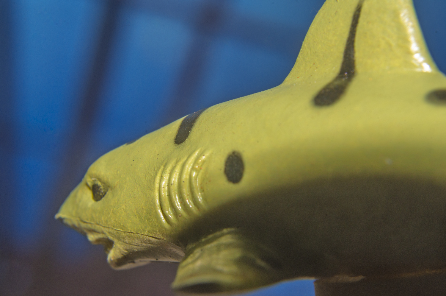 Leopard Shark: Through the Blue