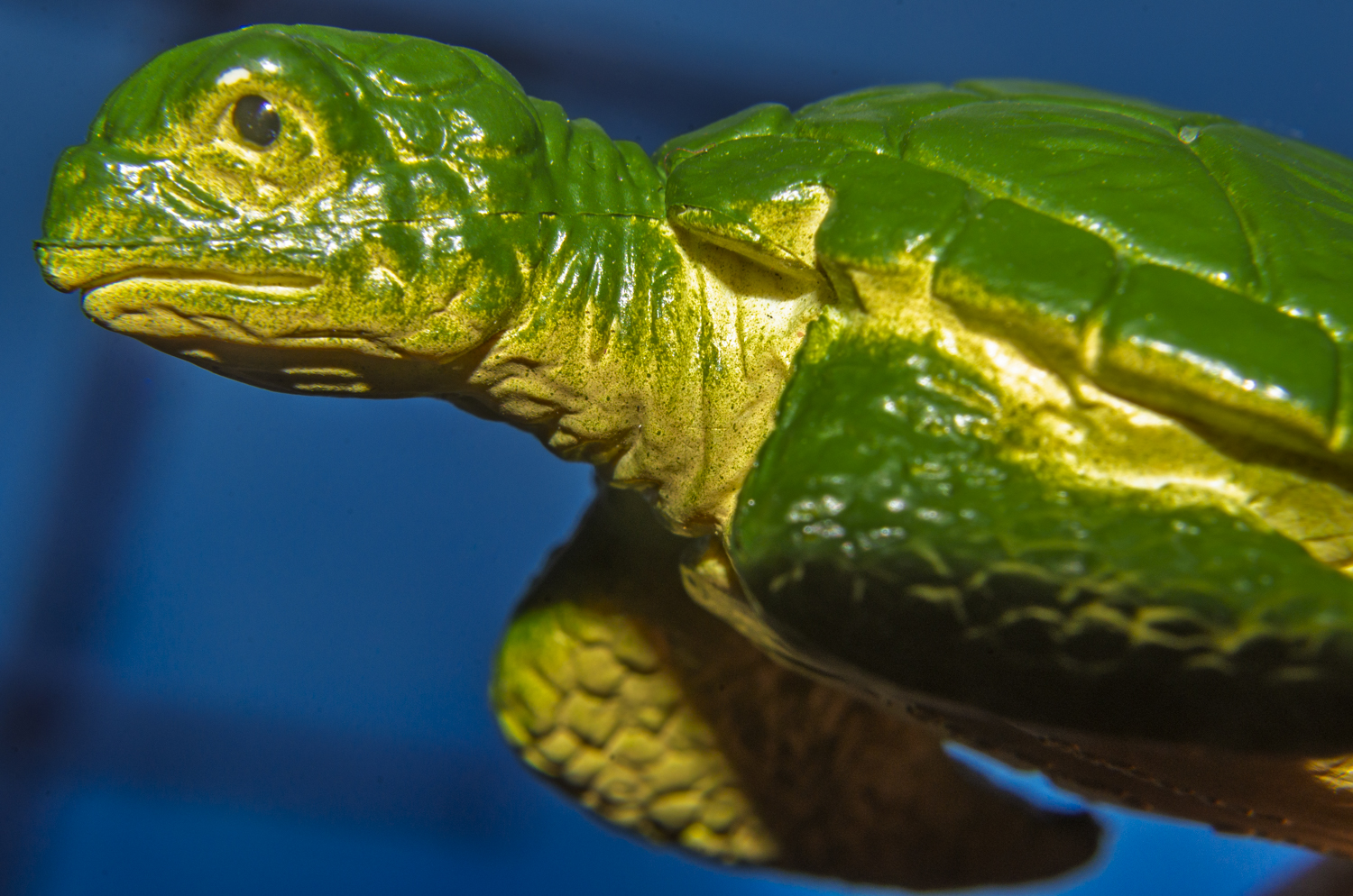 Kemp's Ridley Sea Turtle Portrait