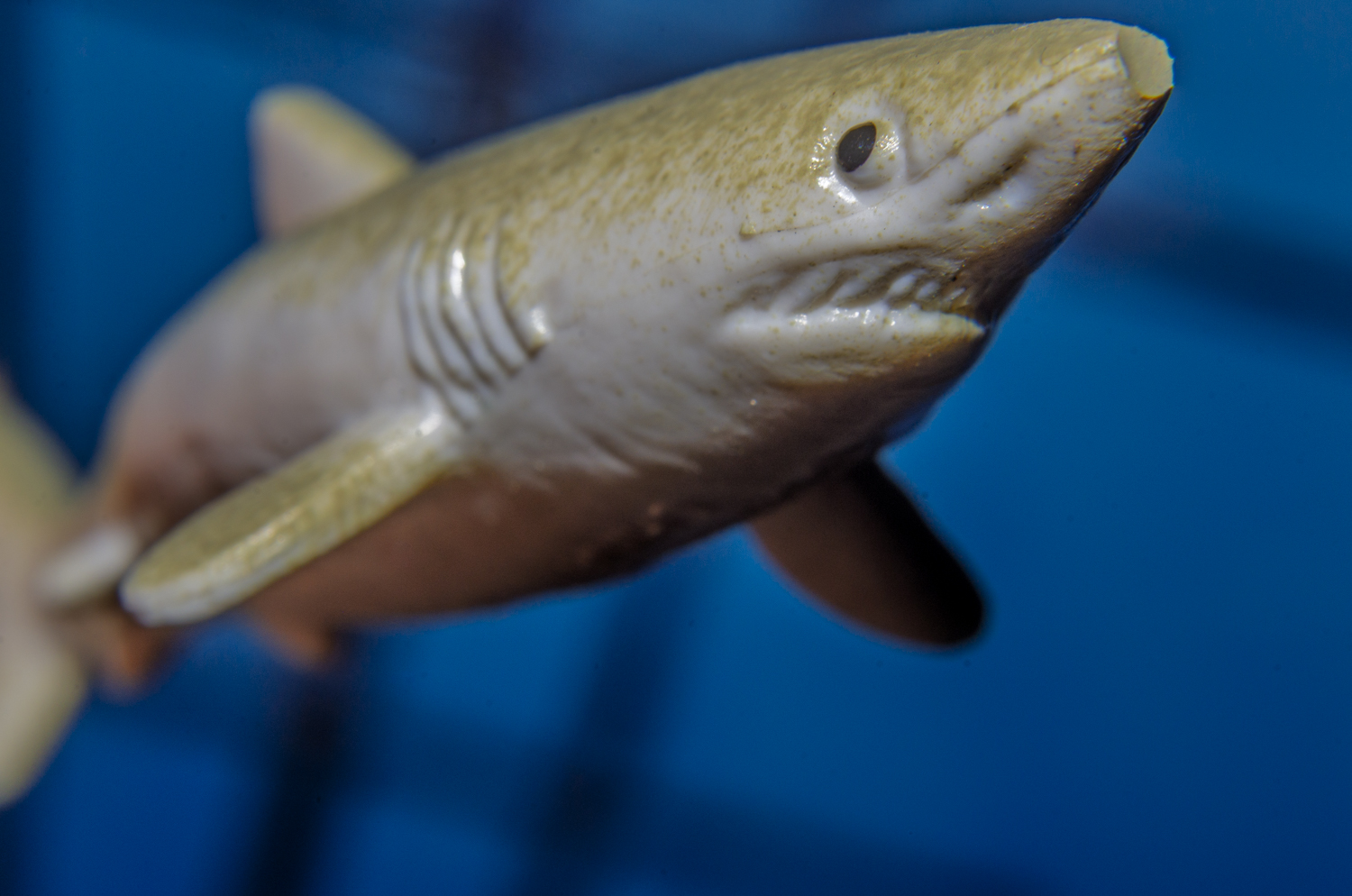 Tiger Shark Macro Portrait