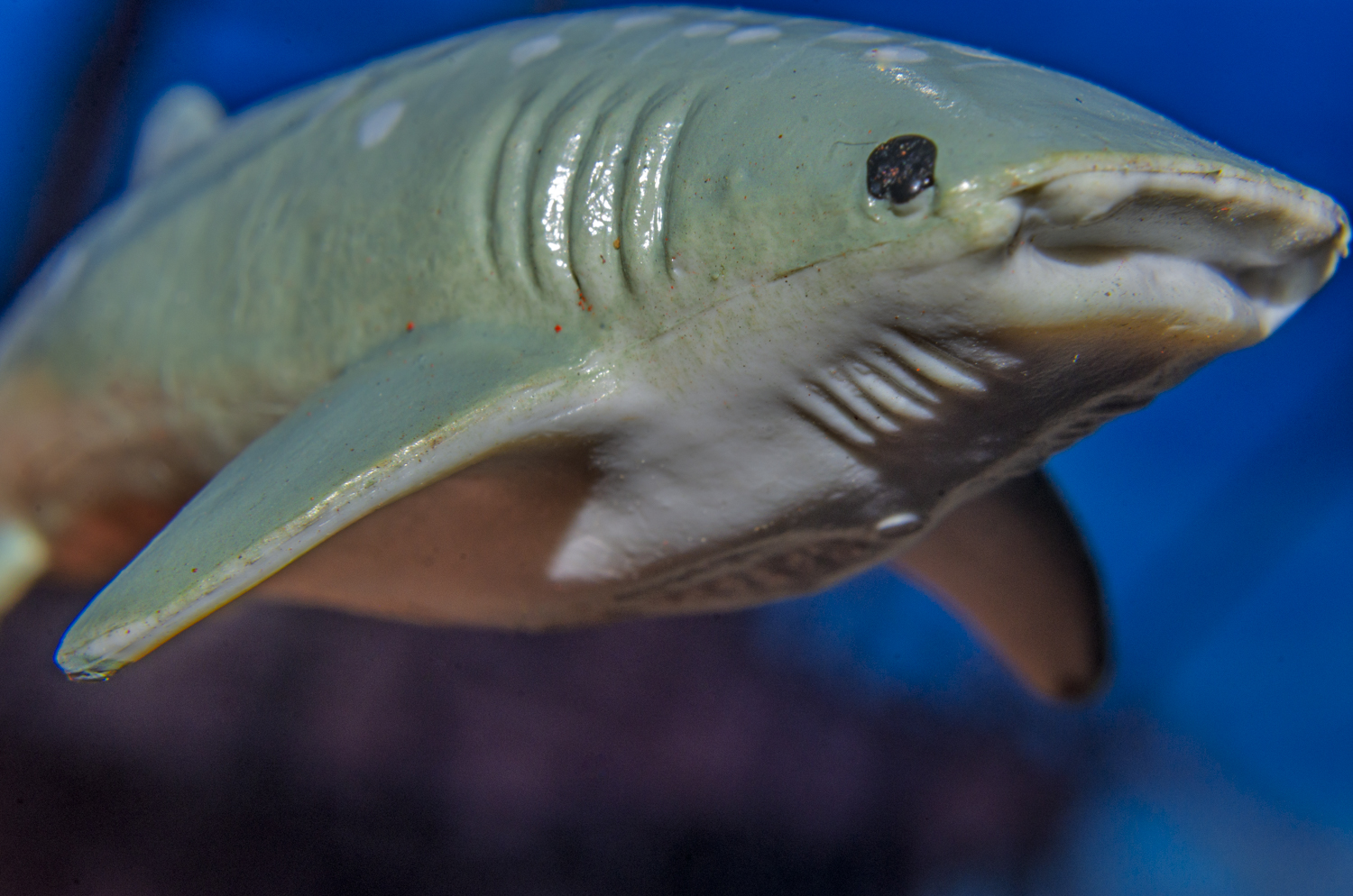 Whale Shark Close-Up Macro Portrait