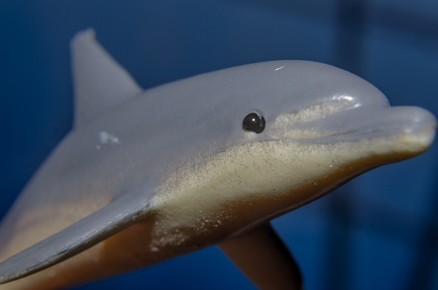 Gentle Gaze of a Bottlenose Dolphin