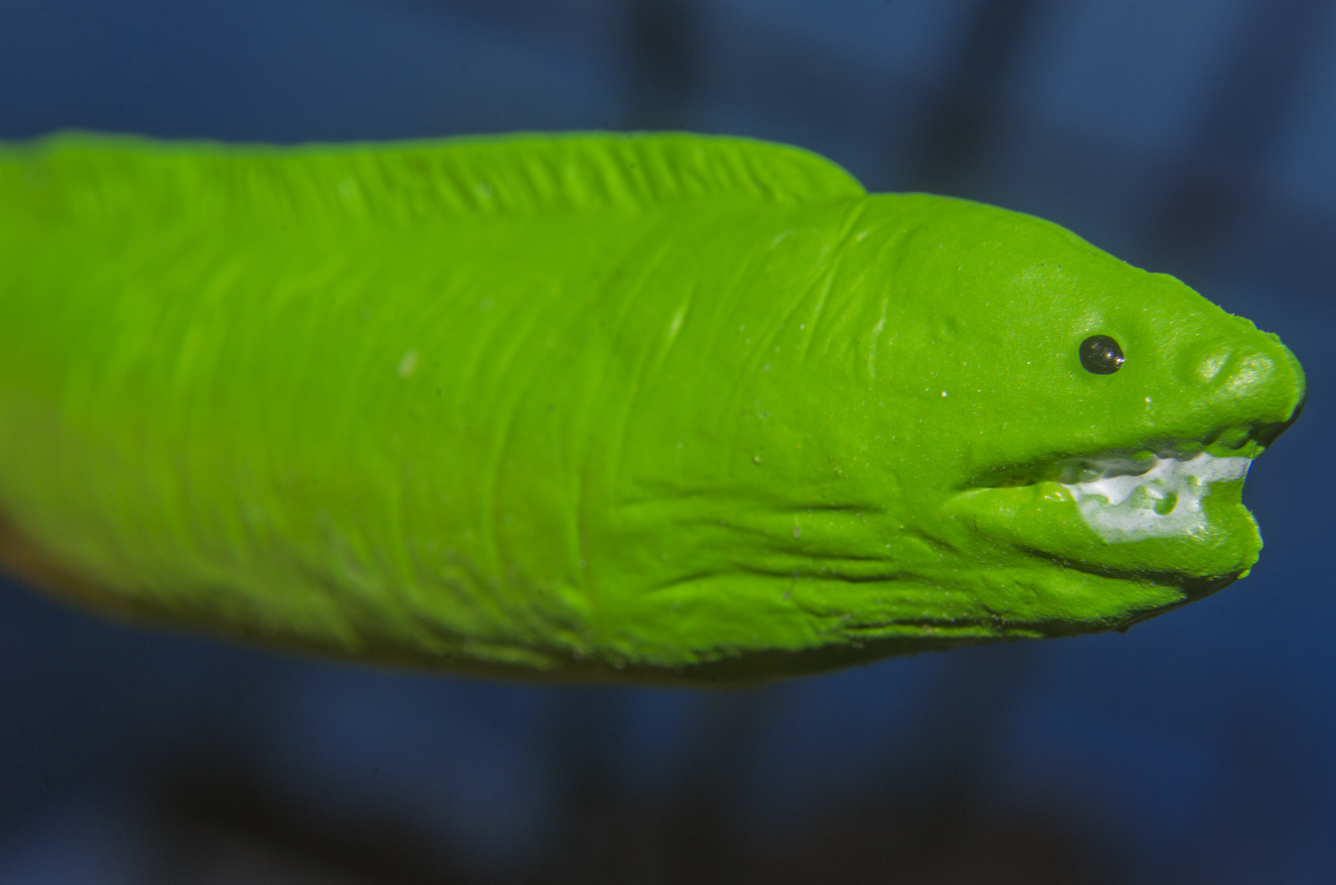Emerald Moray: A Macro Ocean Encounter