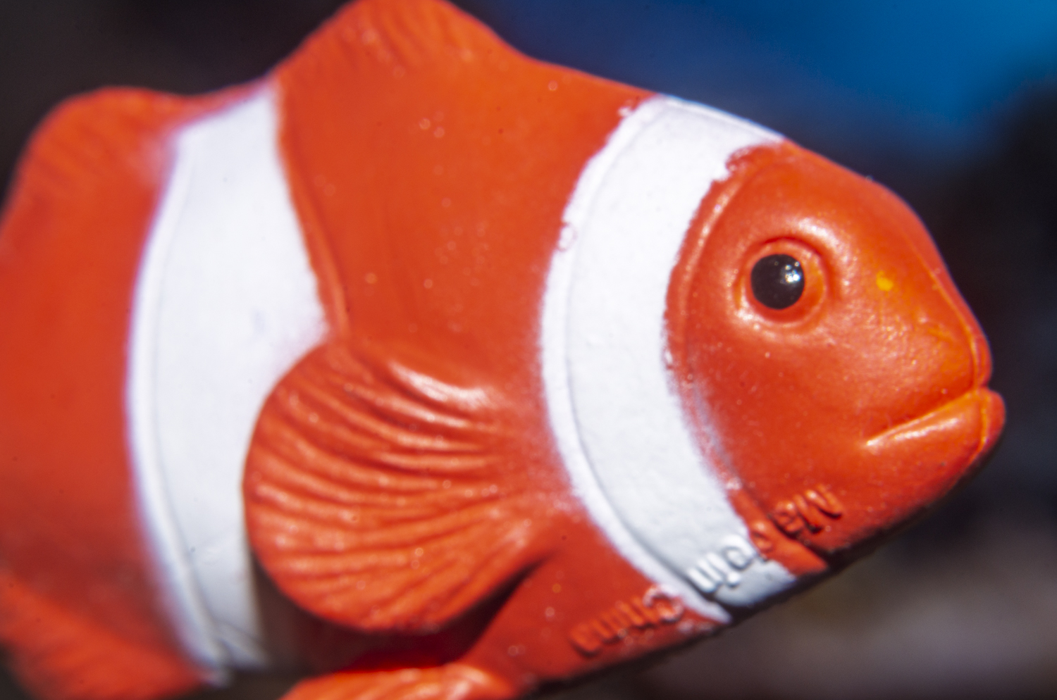 Clownfish Close-Up Portrait