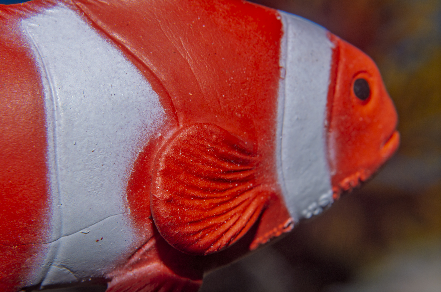 Clownfish in Vivid Macro Detail