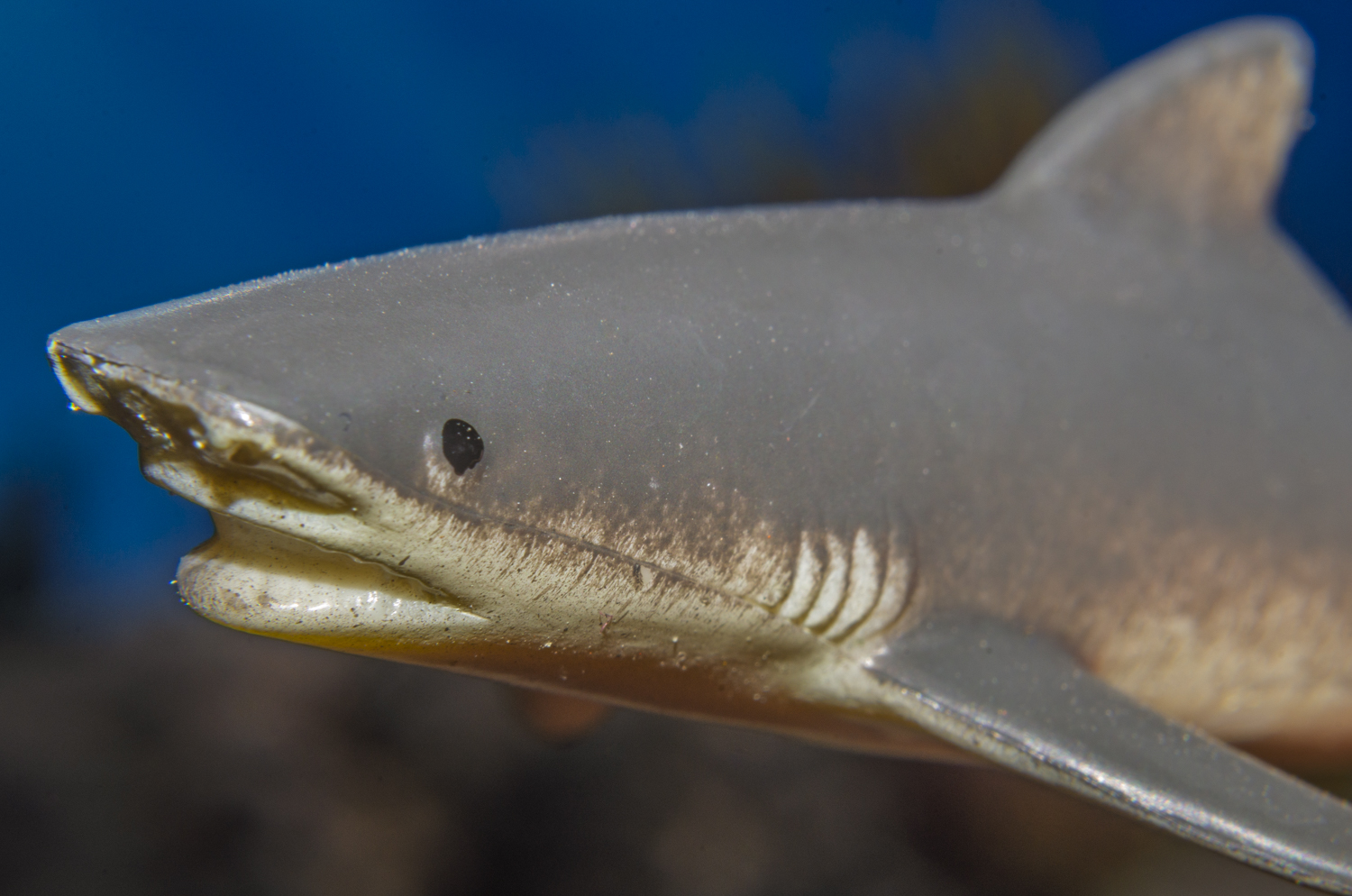 Tiger Shark: Ocean Sentinel
