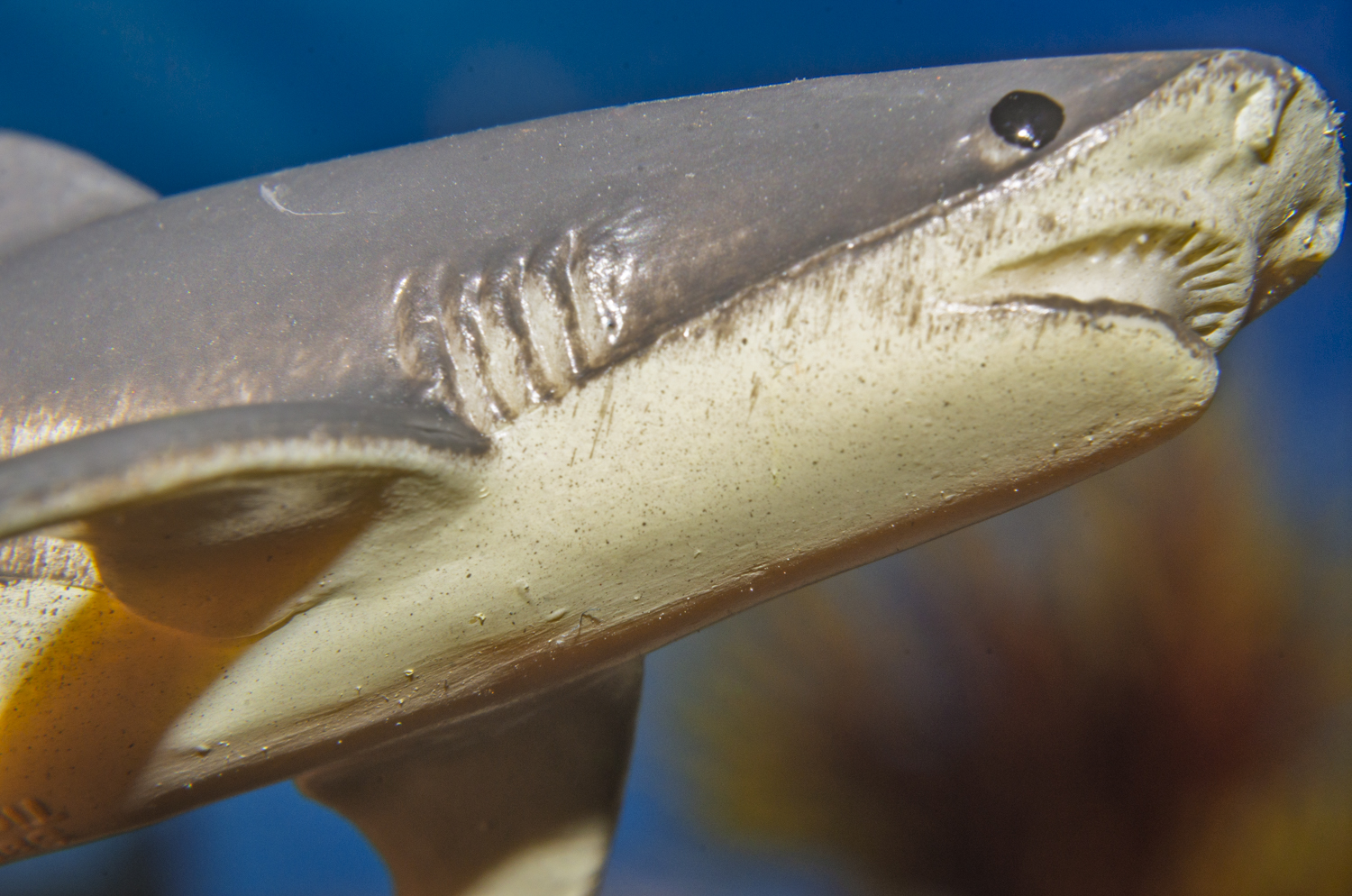 Tiger Shark: Silent Predator