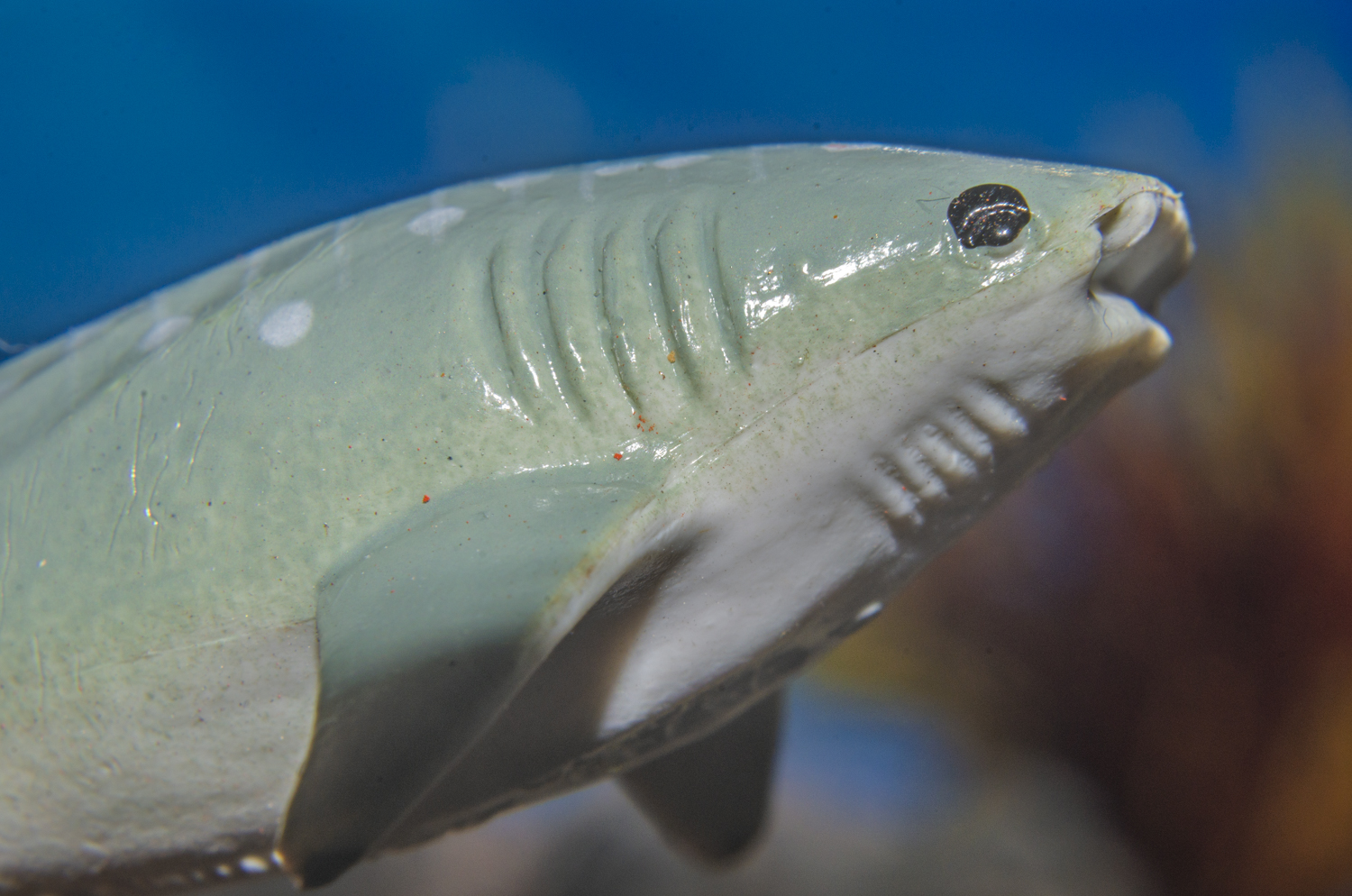 Whale Shark Macro Side Profile