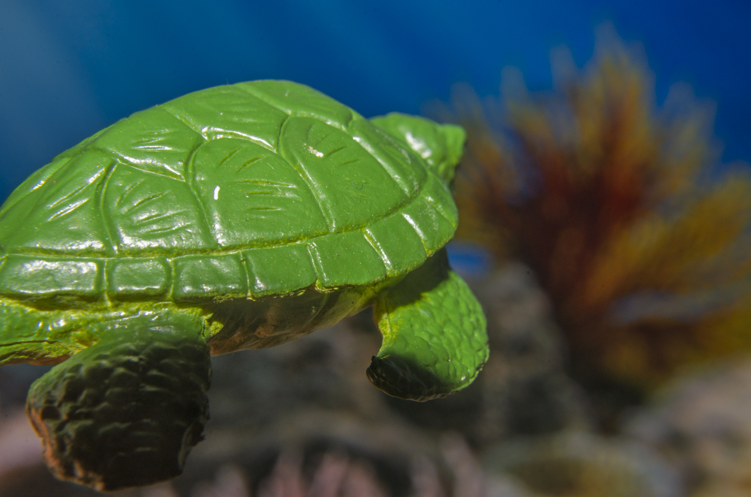Kemp's Ridley Sea Turtle Gliding Through the Reef
