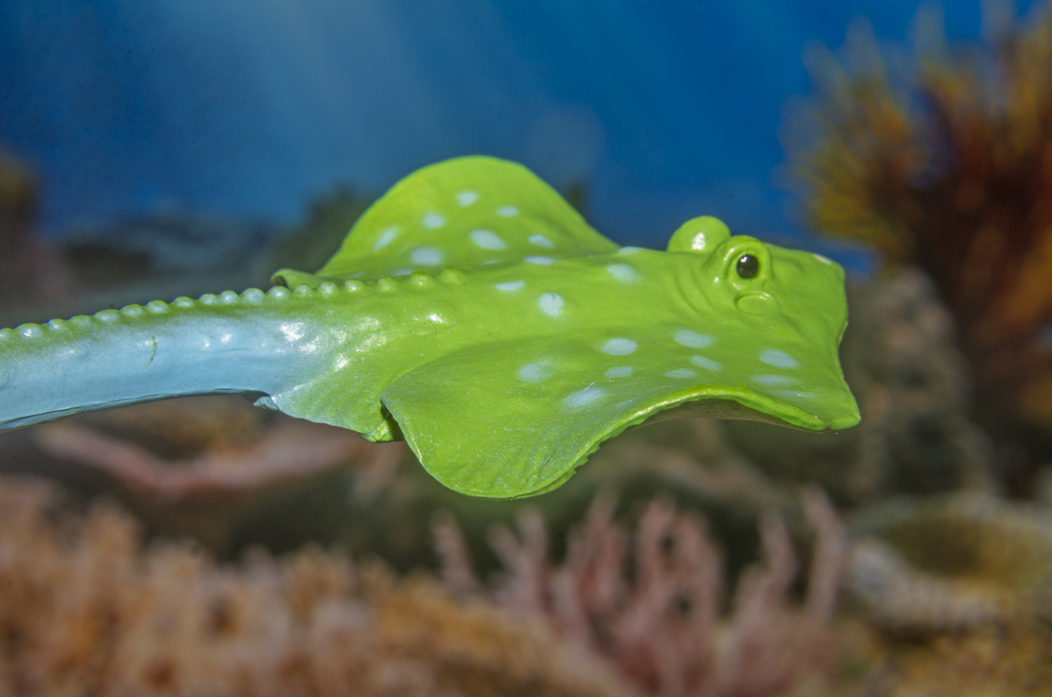 Graceful Stingray Gliding Over the Reef