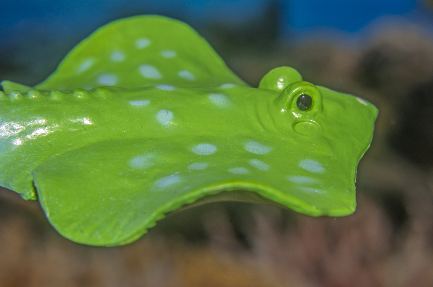 Spotted Stingray in Emerald Waters