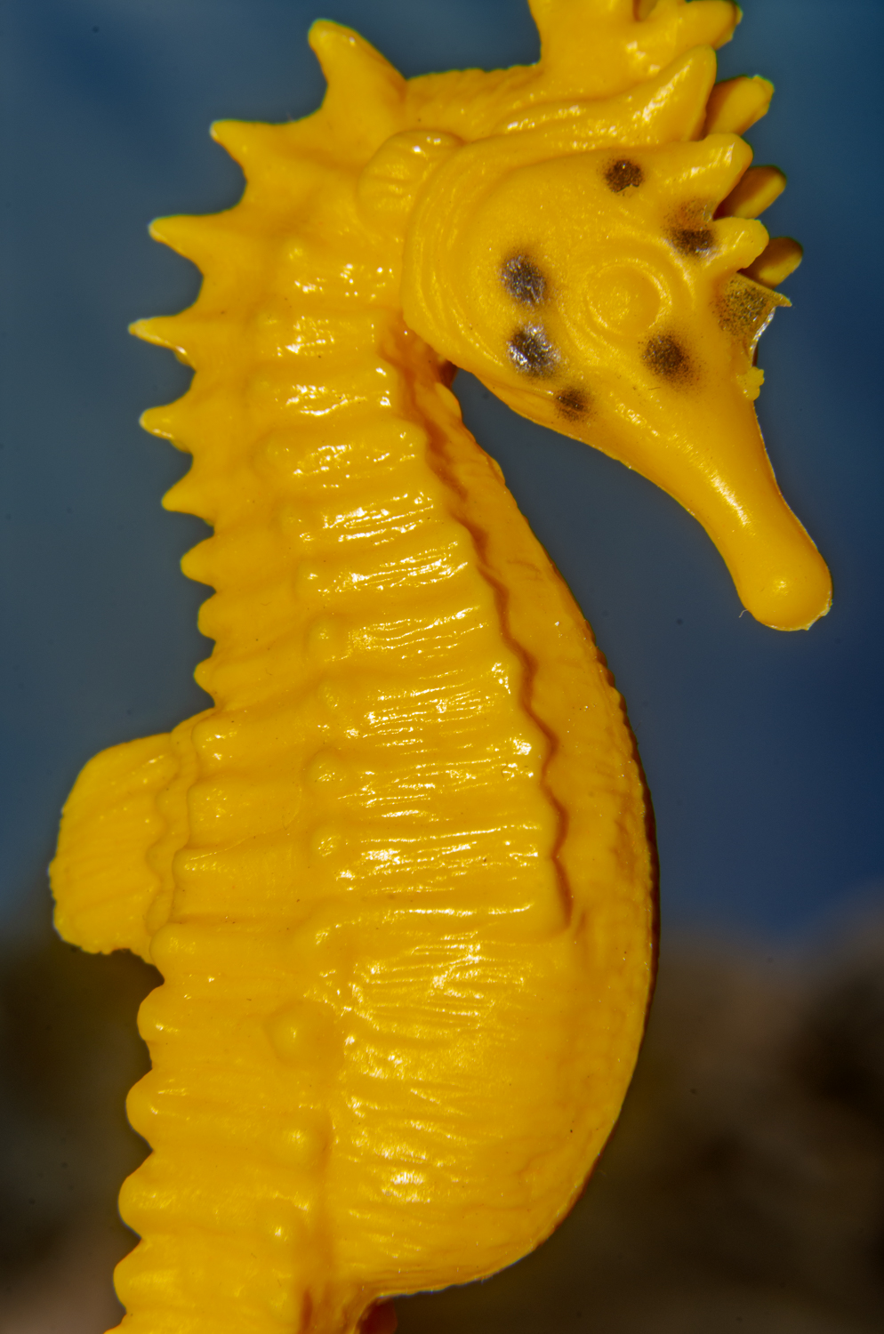 Sunlit Seahorse Portrait