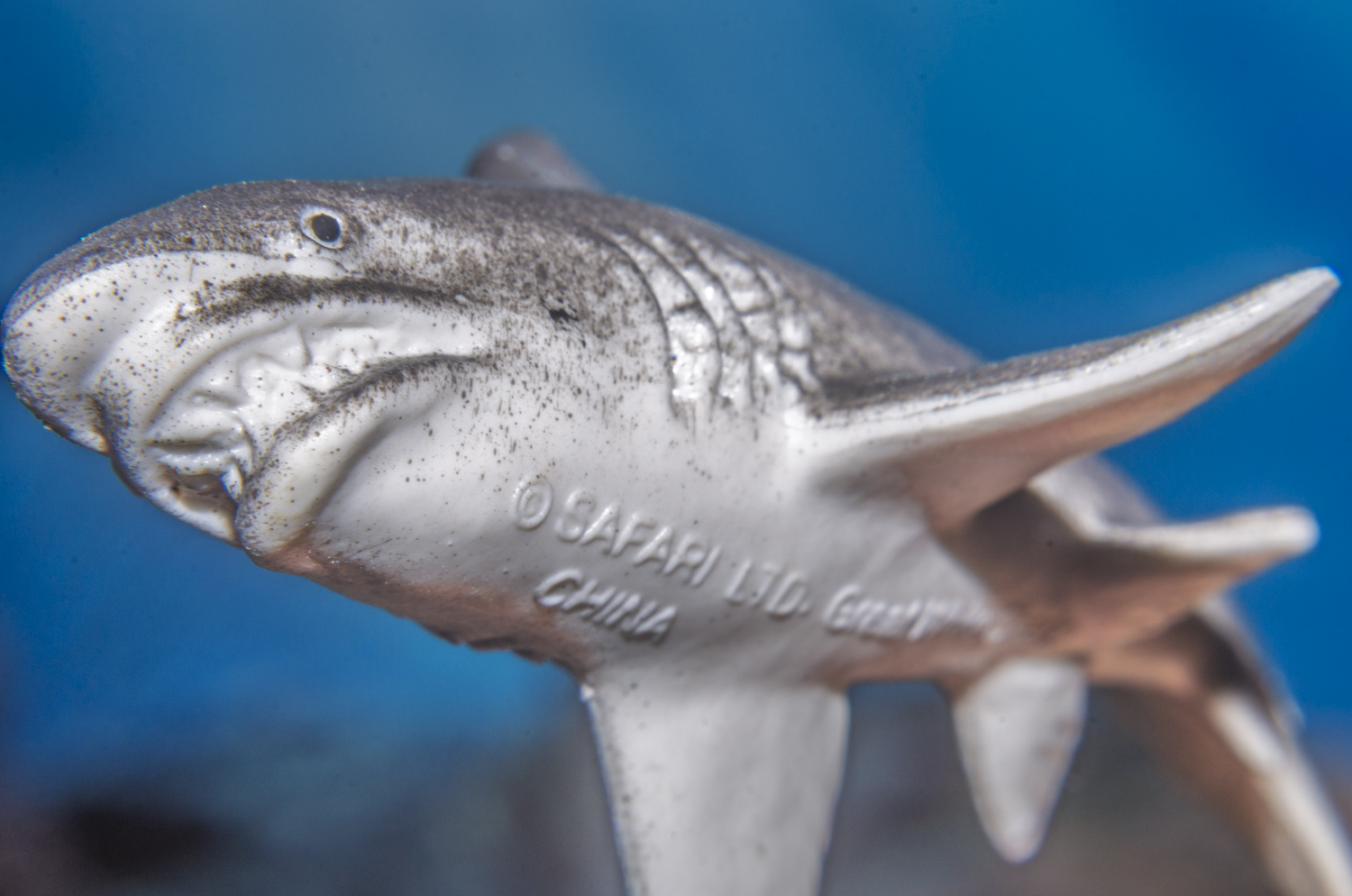 Great White: Face of the Apex Predator