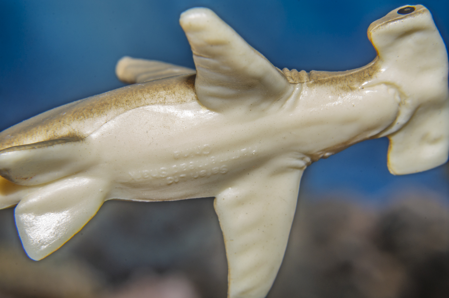 Hammerhead Shark: Beneath the Surface