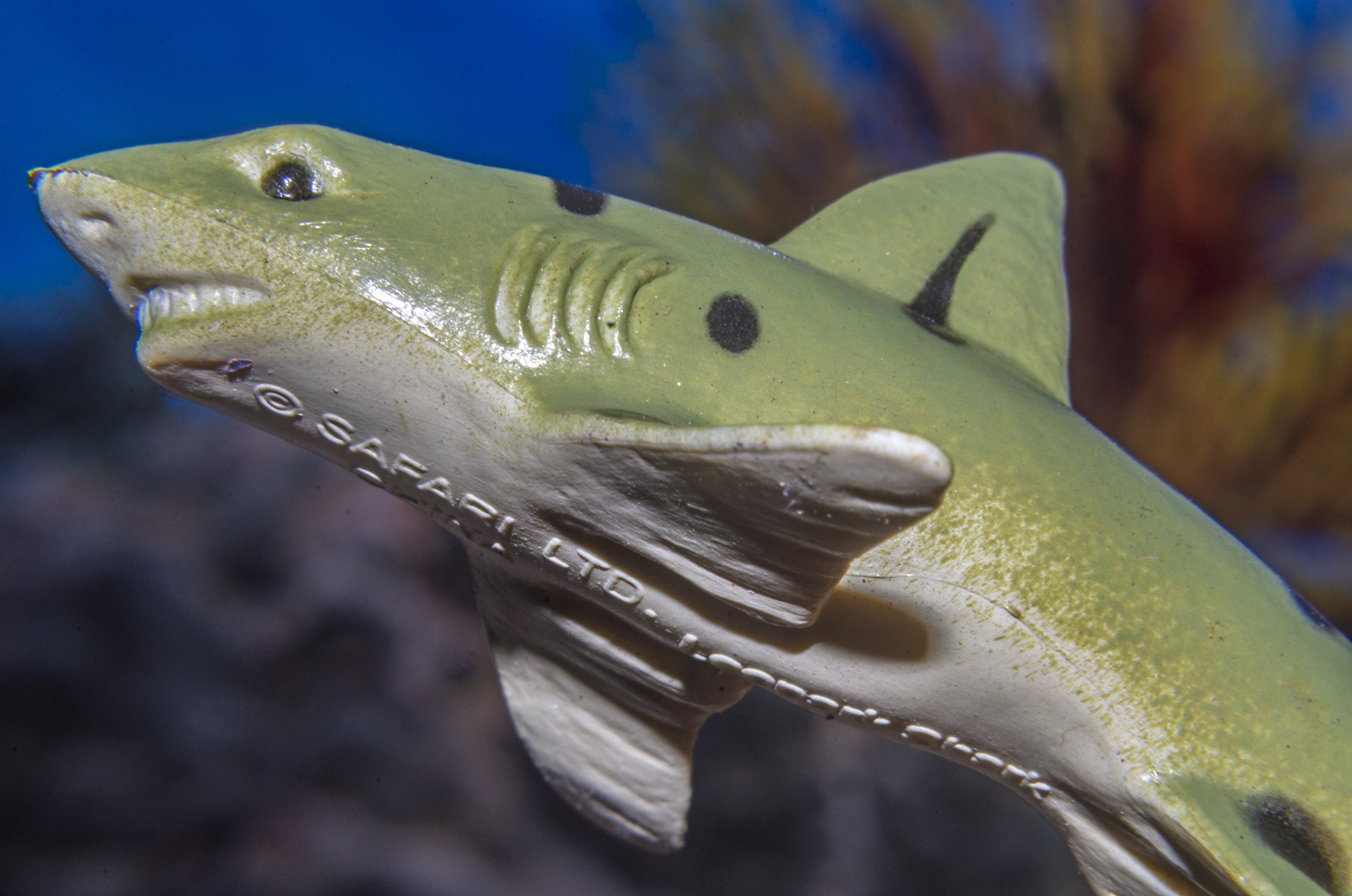 Leopard Shark: Coastal Hunter
