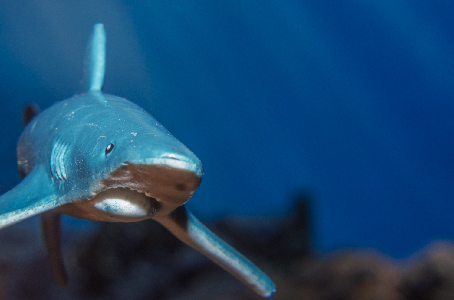 Blue Shark Head-On in the Deep Blue