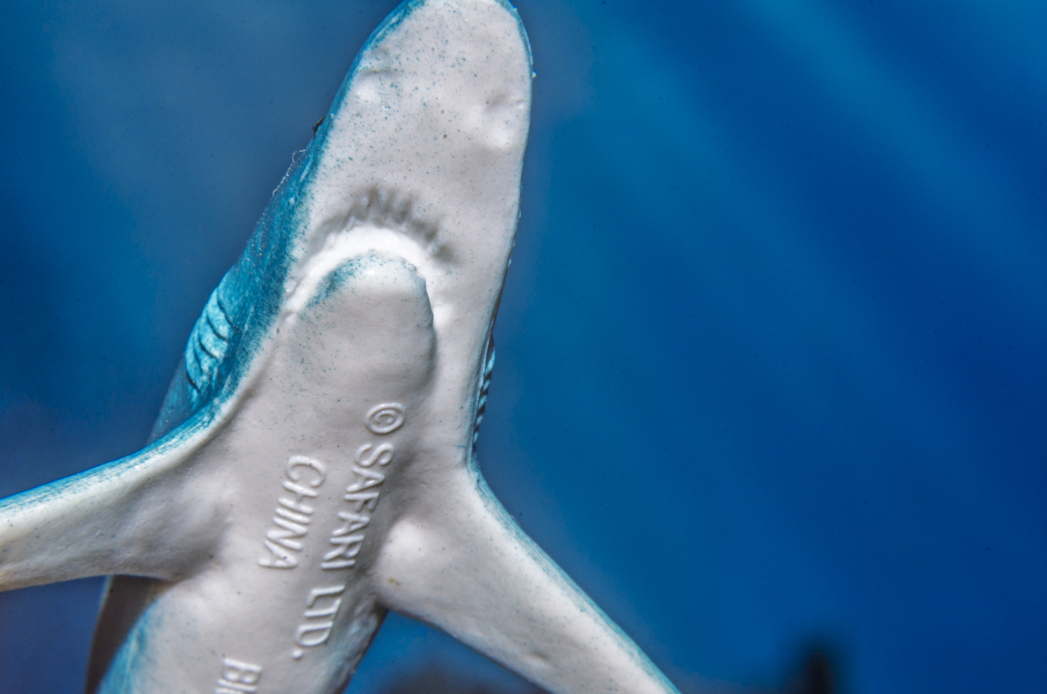 Blue Shark from Below