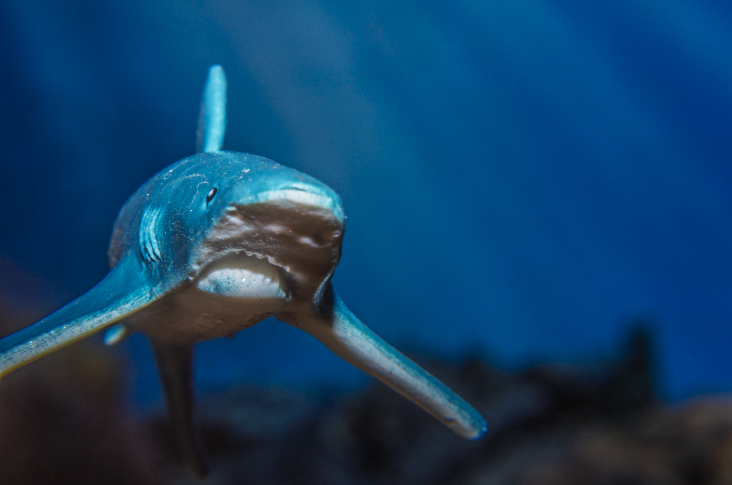 Blue Shark Emerging from the Blue