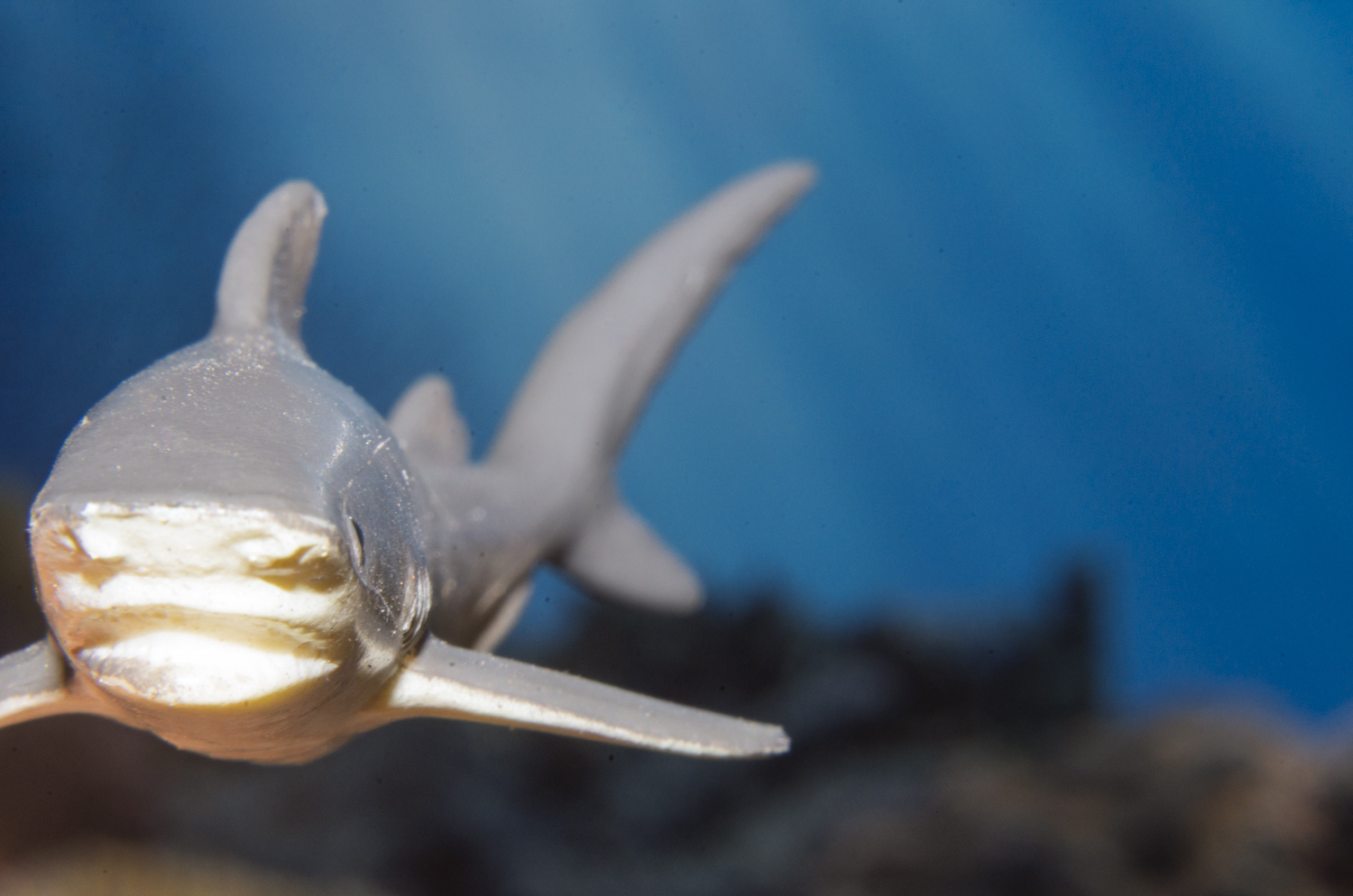 Tiger Shark: Emerging from the Deep