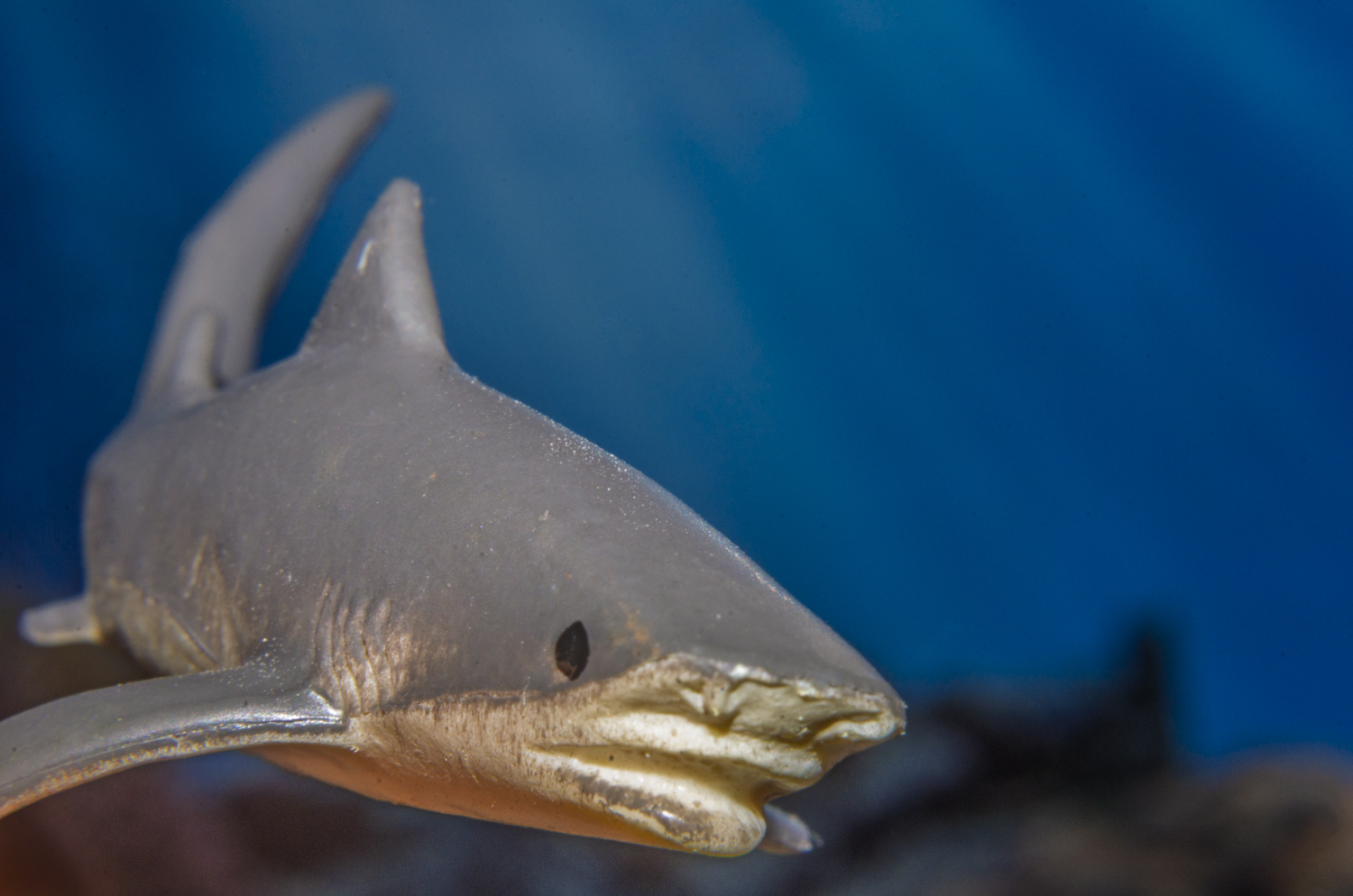 Tiger Shark Emerging from the Deep