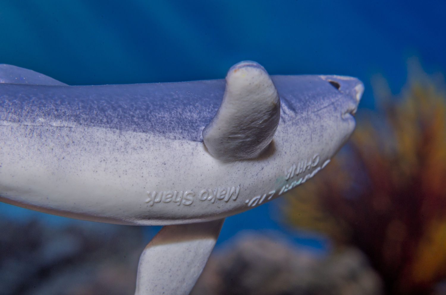 Mako Shark: Speed Beneath the Surface