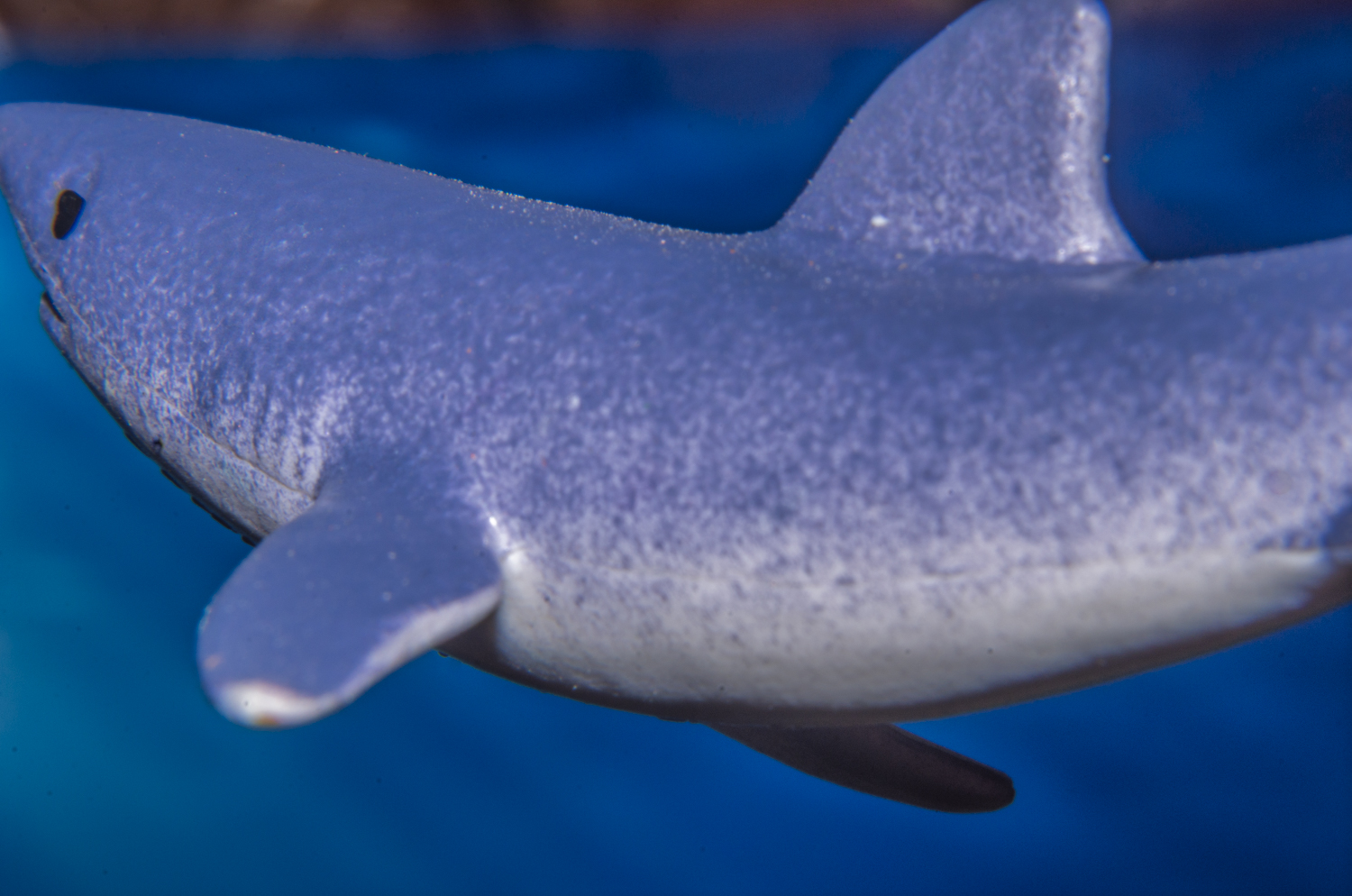 Mako Shark: Streamlined for Speed