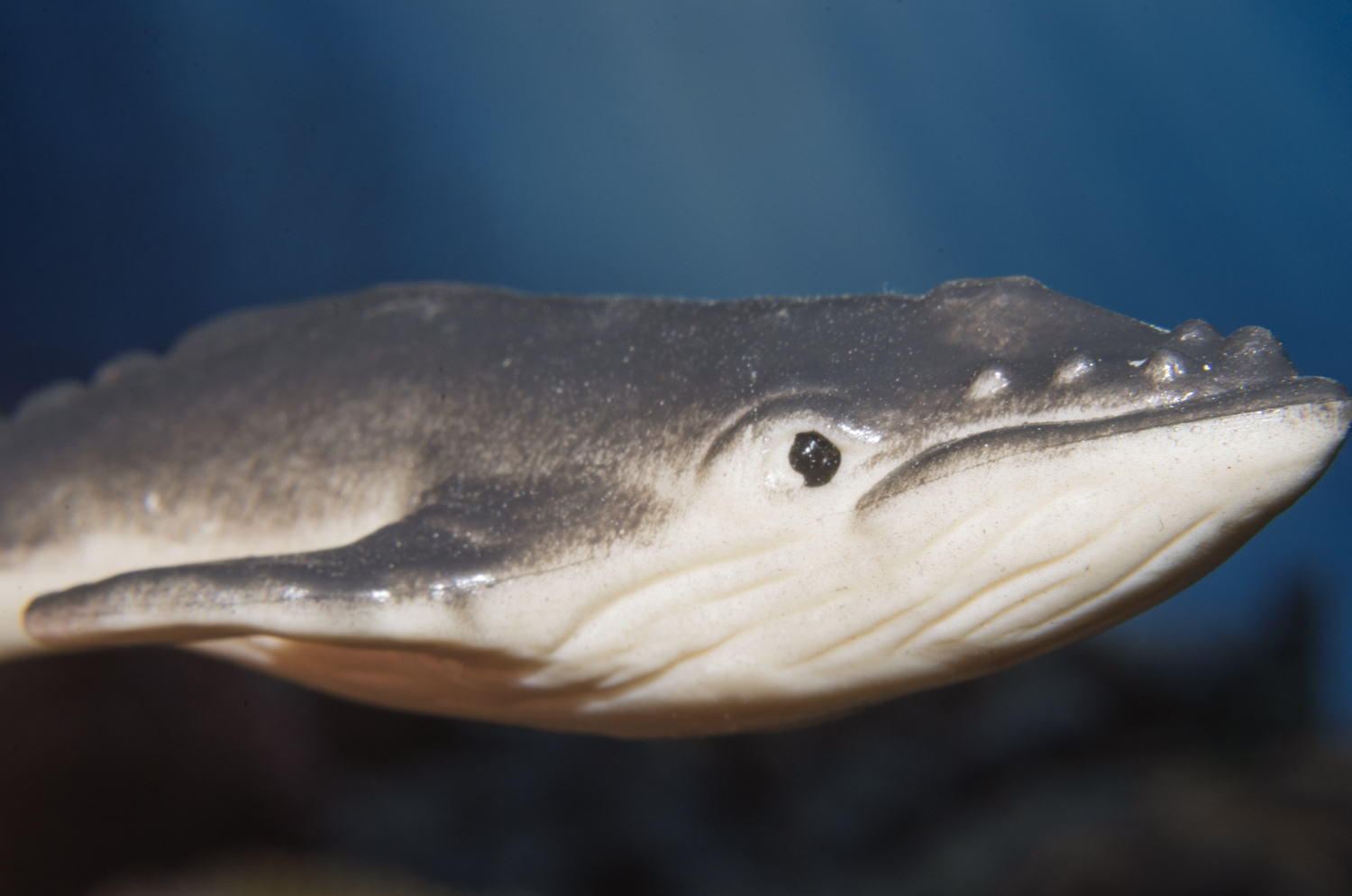 Gentle Giant of the Deep: Humpback Whale Portrait