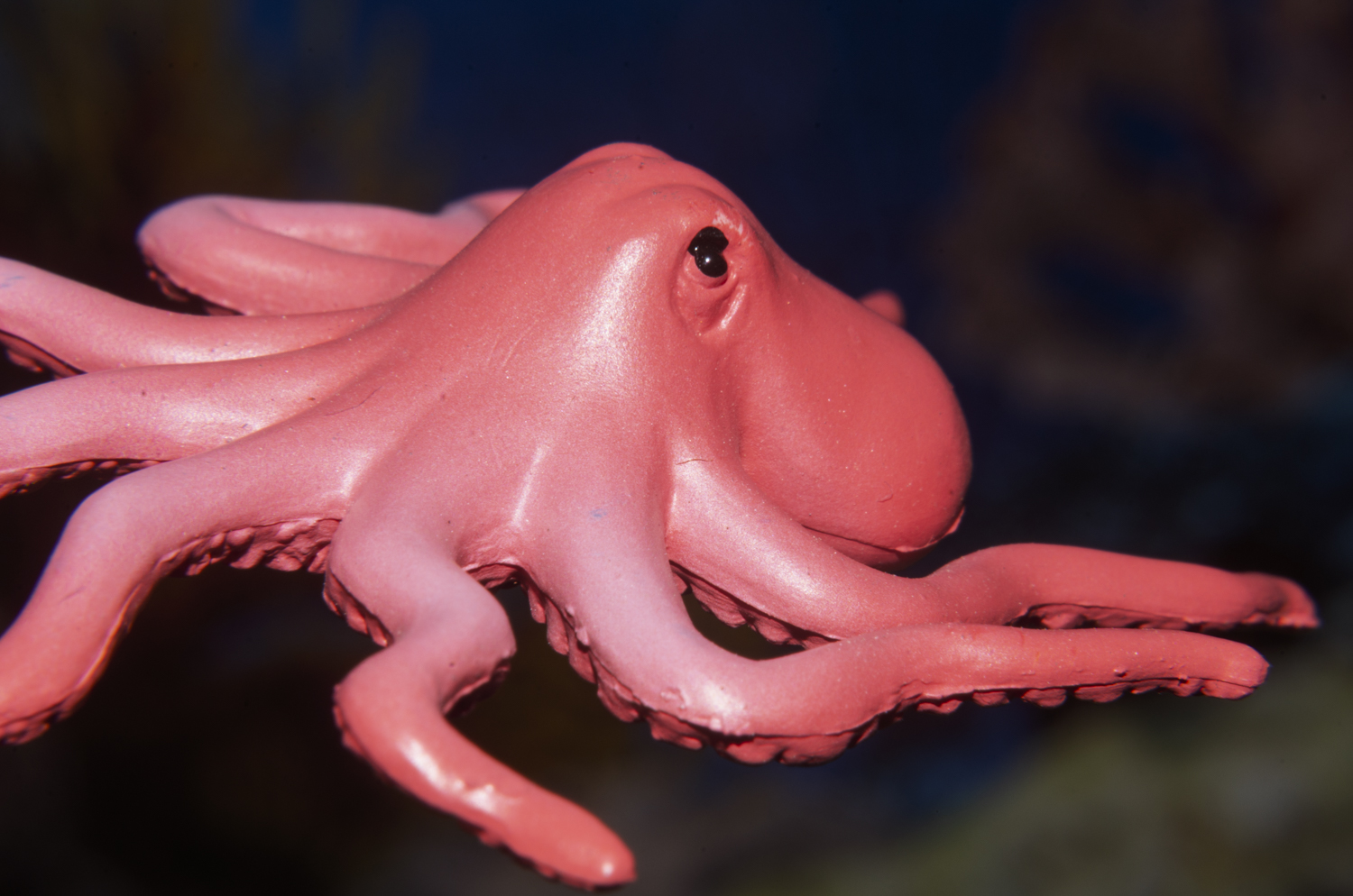 Curious Octopus in the Coral Reef