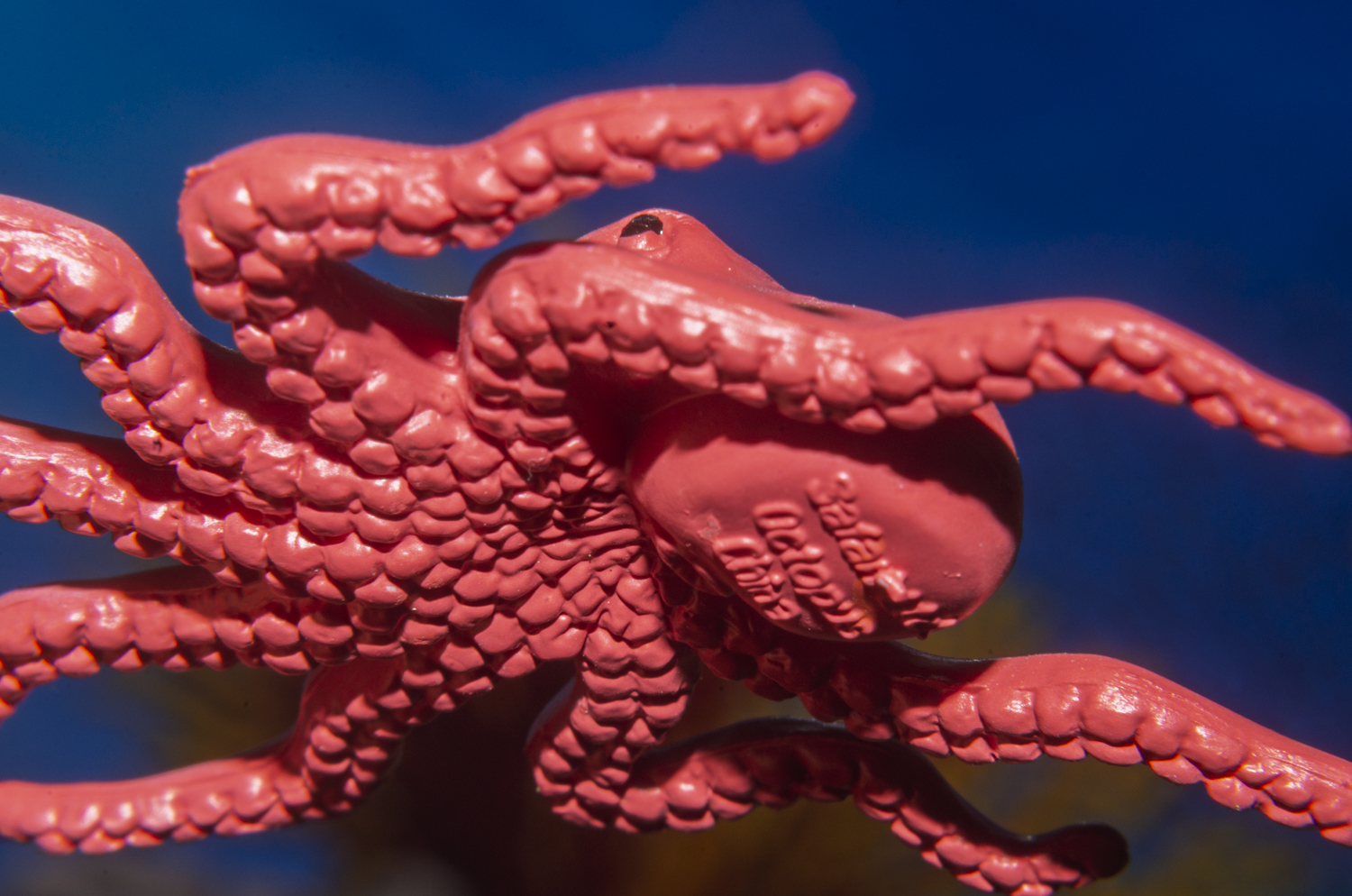 Octopus in Motion