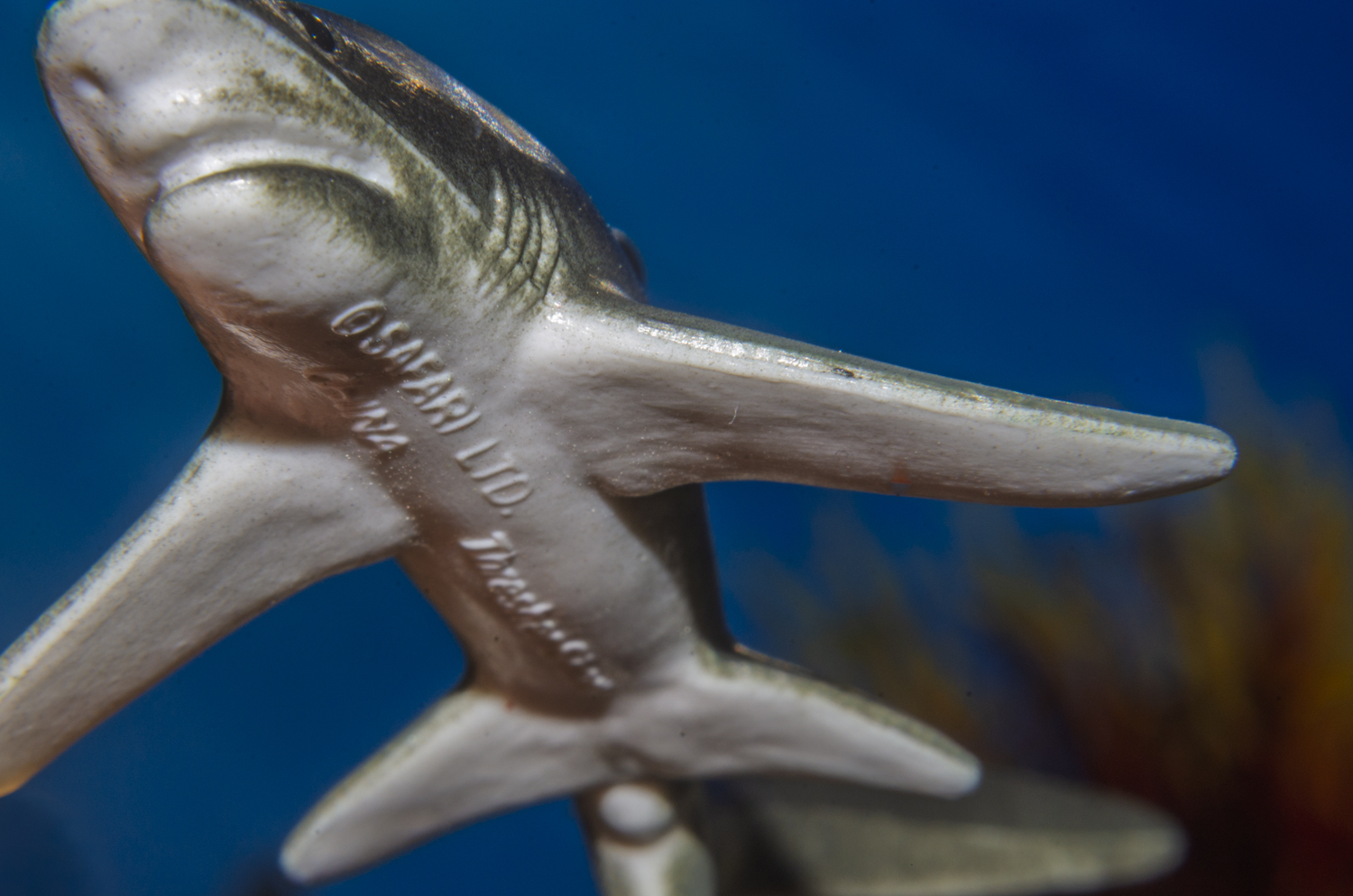 Thresher Shark: A Macro Illusion