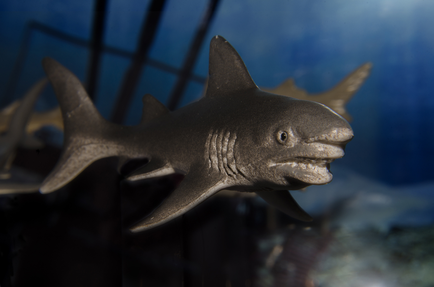 Guardians of the Reef: Great White and Ocean Giants