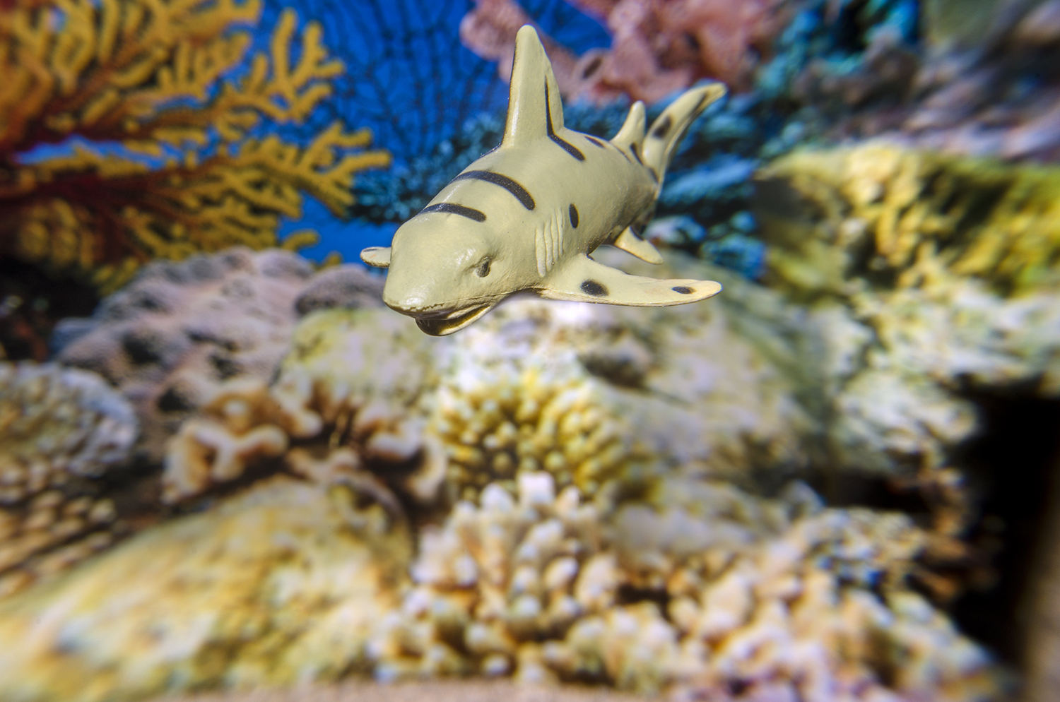 Leopard Shark Gliding Over the Reef