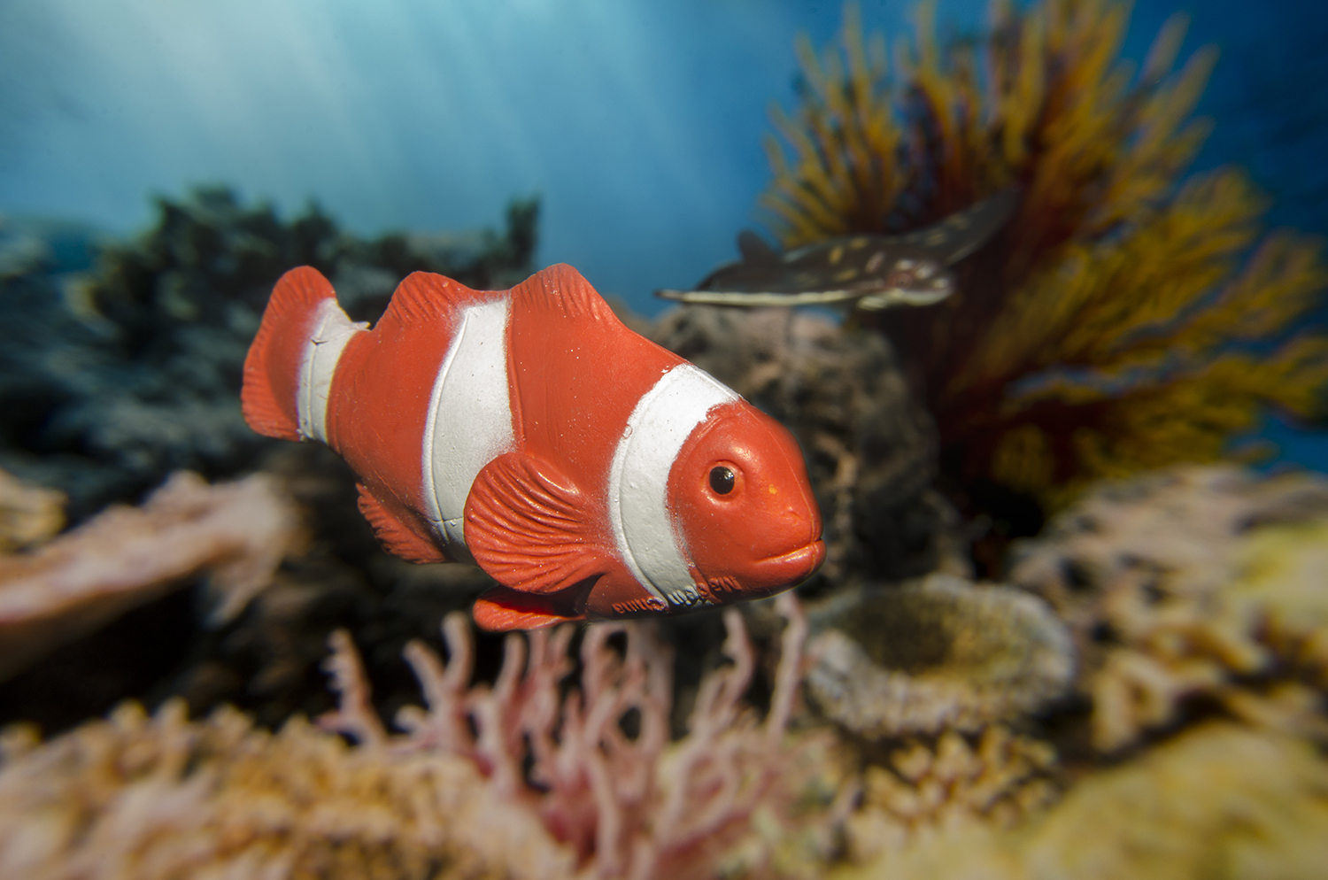 Clownfish Crossing the Coral Reef