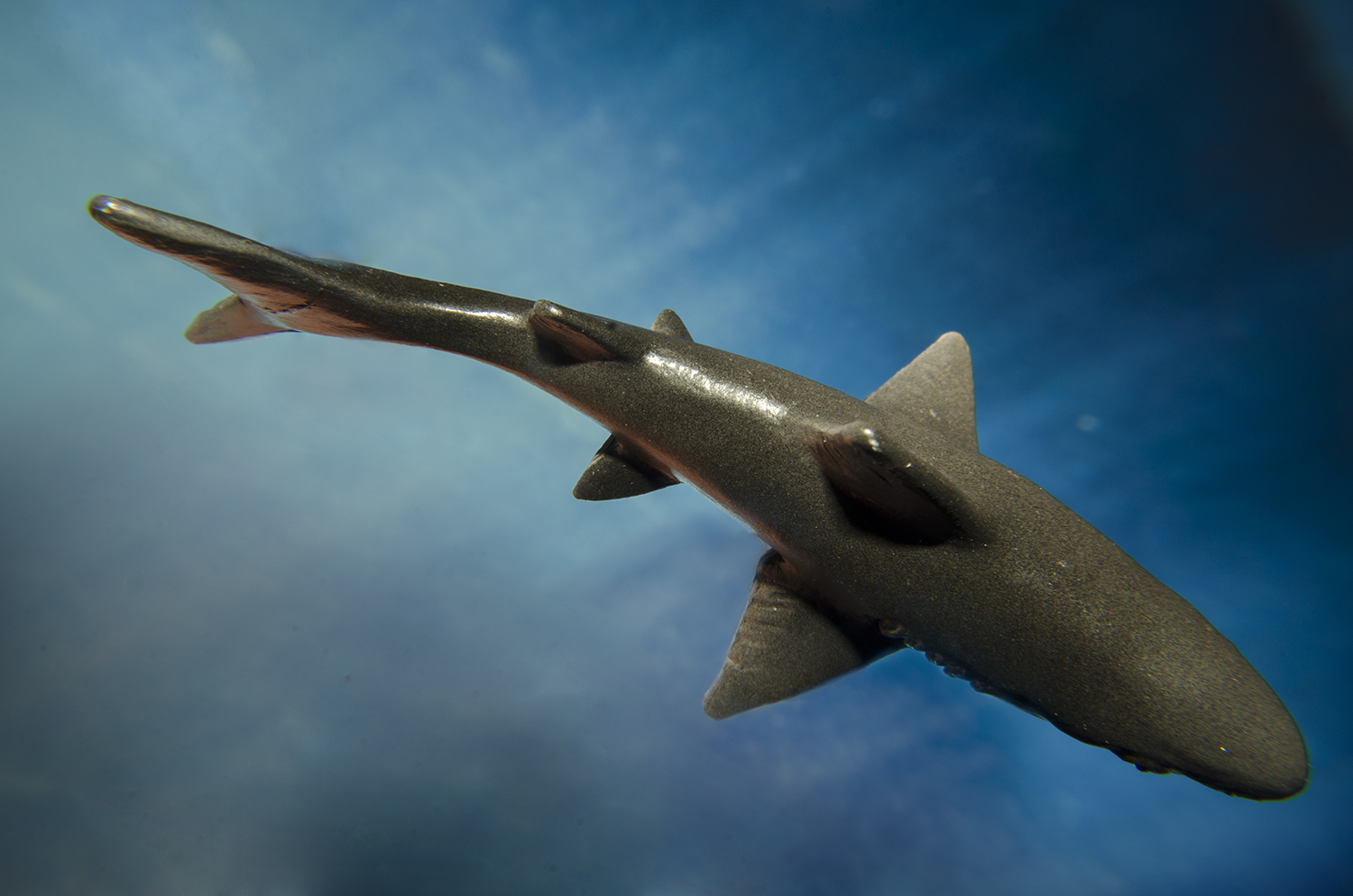 Beneath the Surface: Great White in Blue