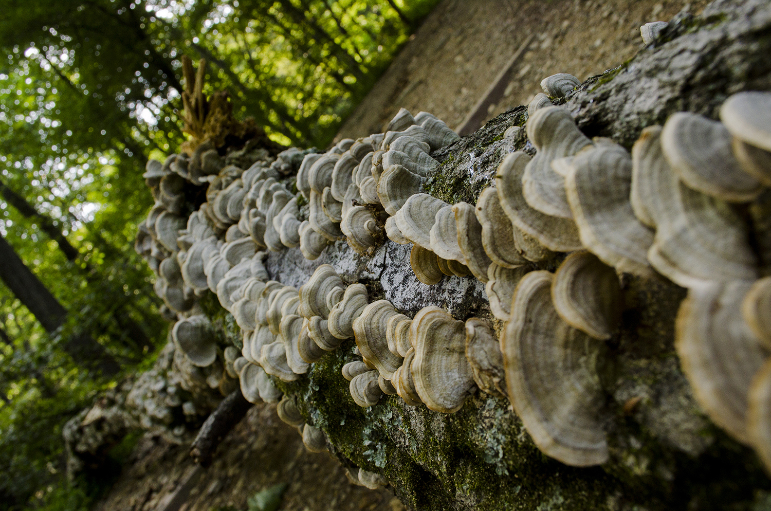 Log Growth