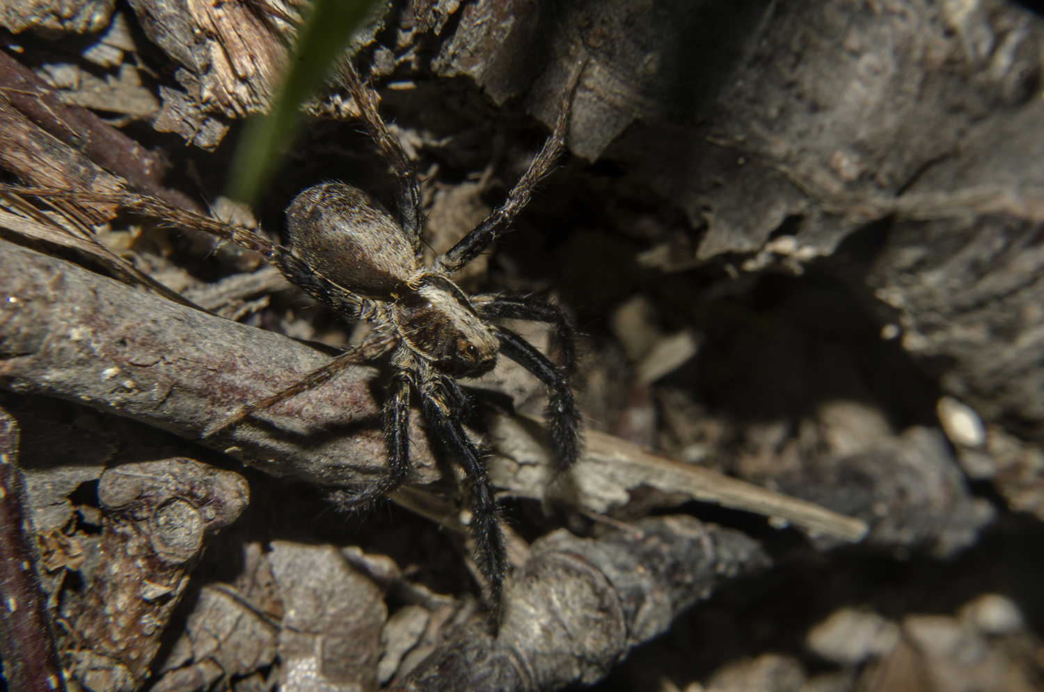 Master of Camouflage: Wolf Spider of Harpers Ferry