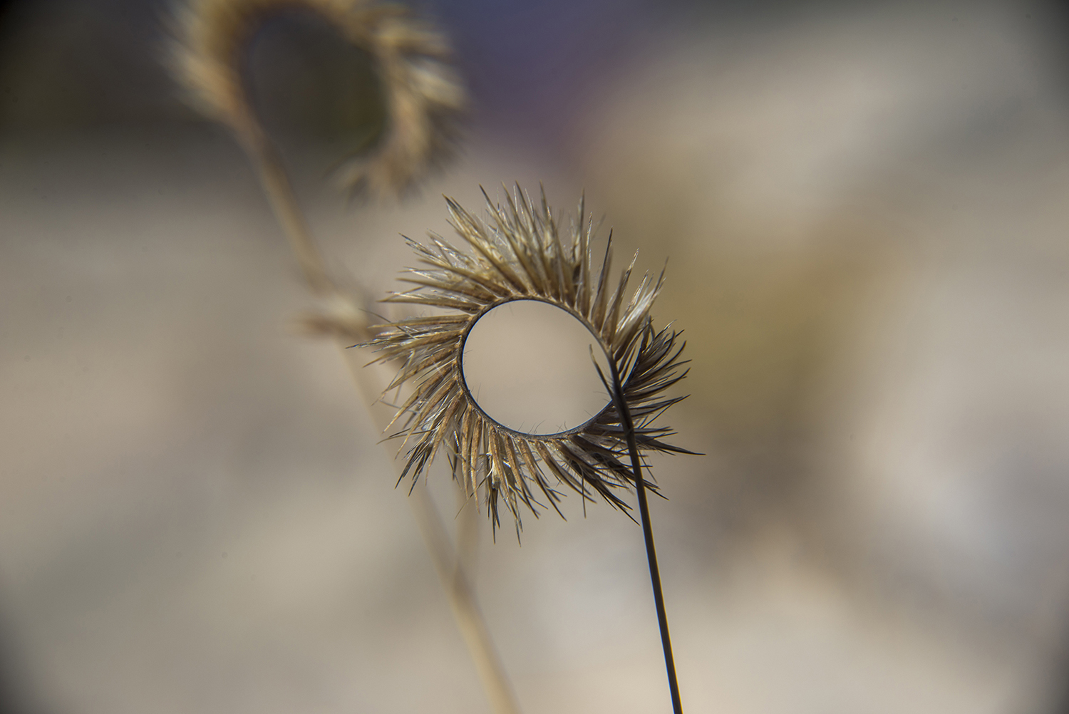 Nature's Perfect Spiral