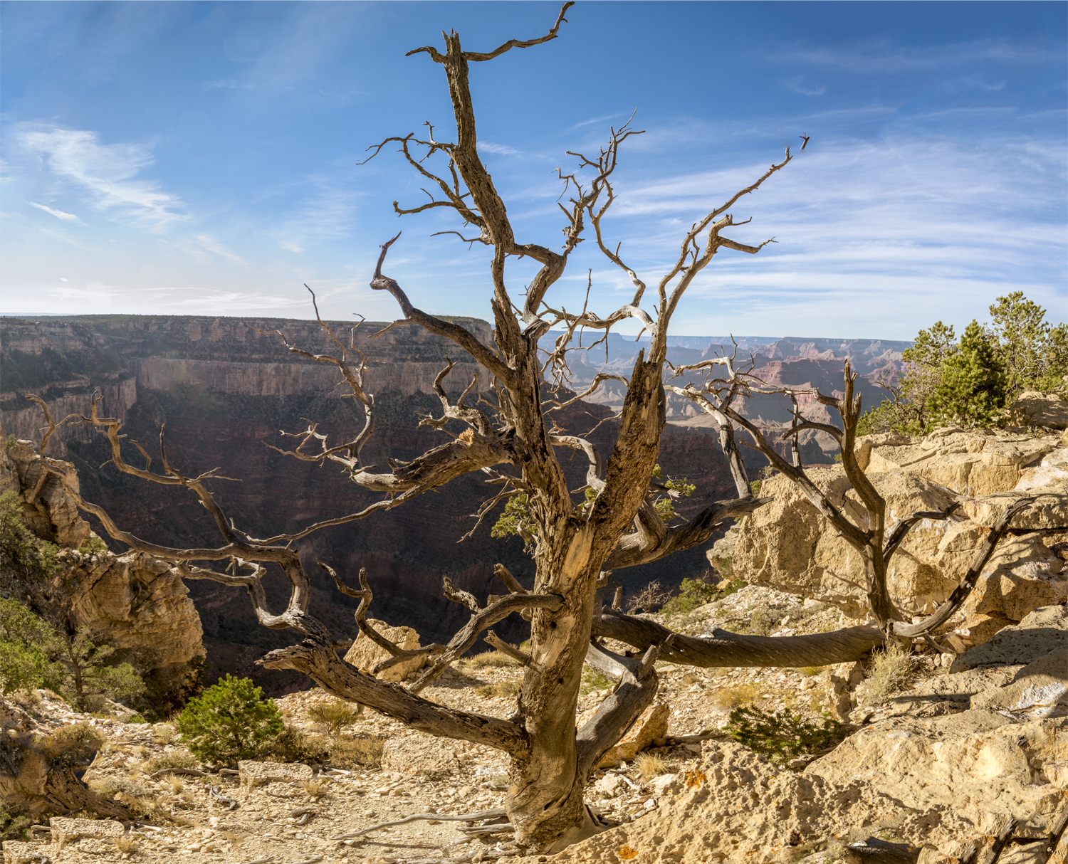 Ancient Sentinel of the Grand Canyon