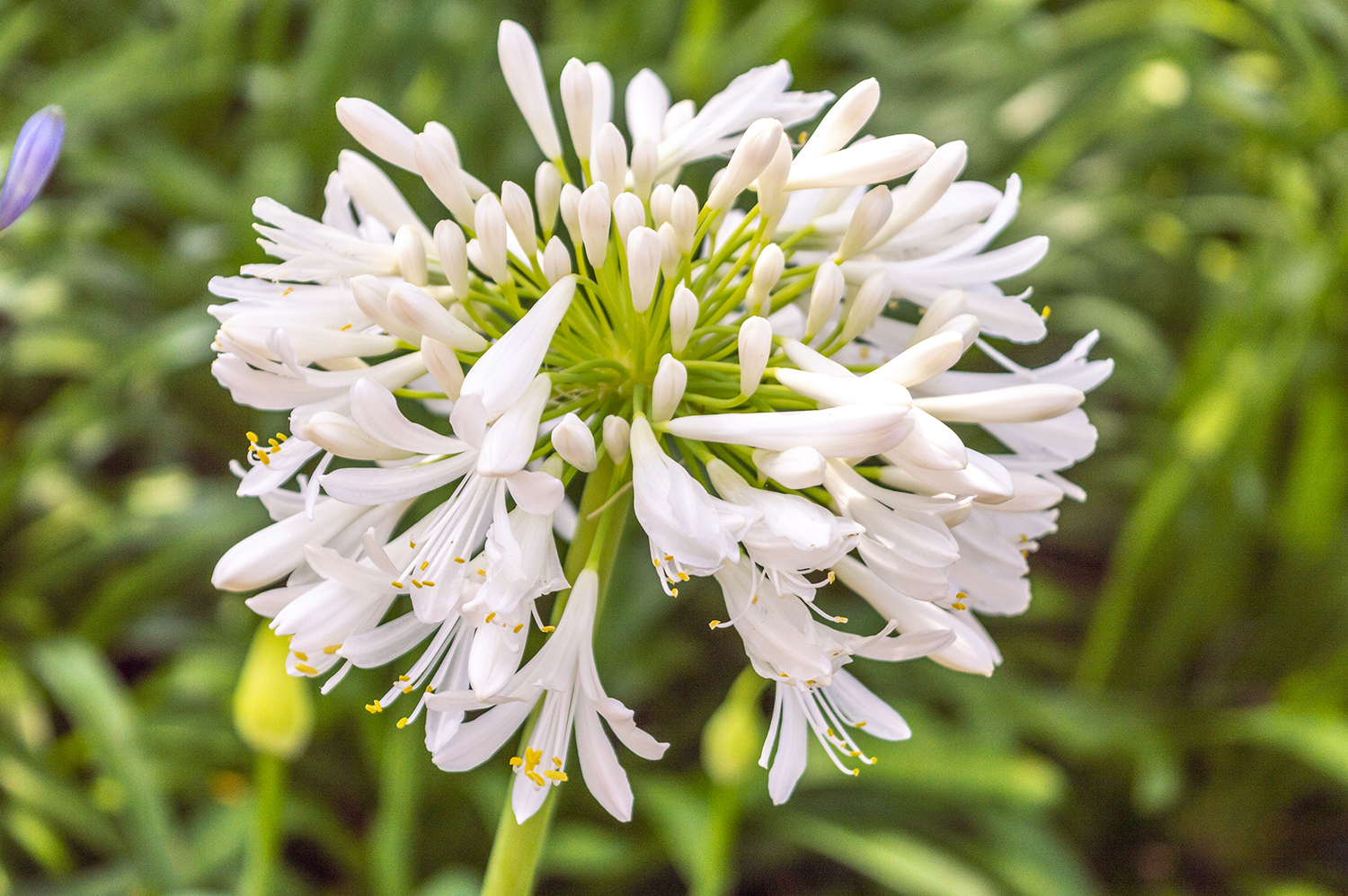 White Agapanthus in Bloom