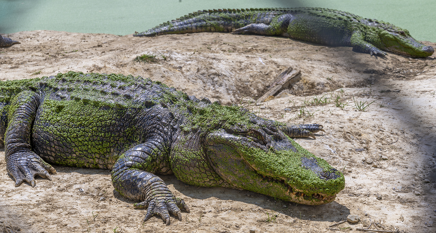 Sunlit Giants: American Alligators at Rest
