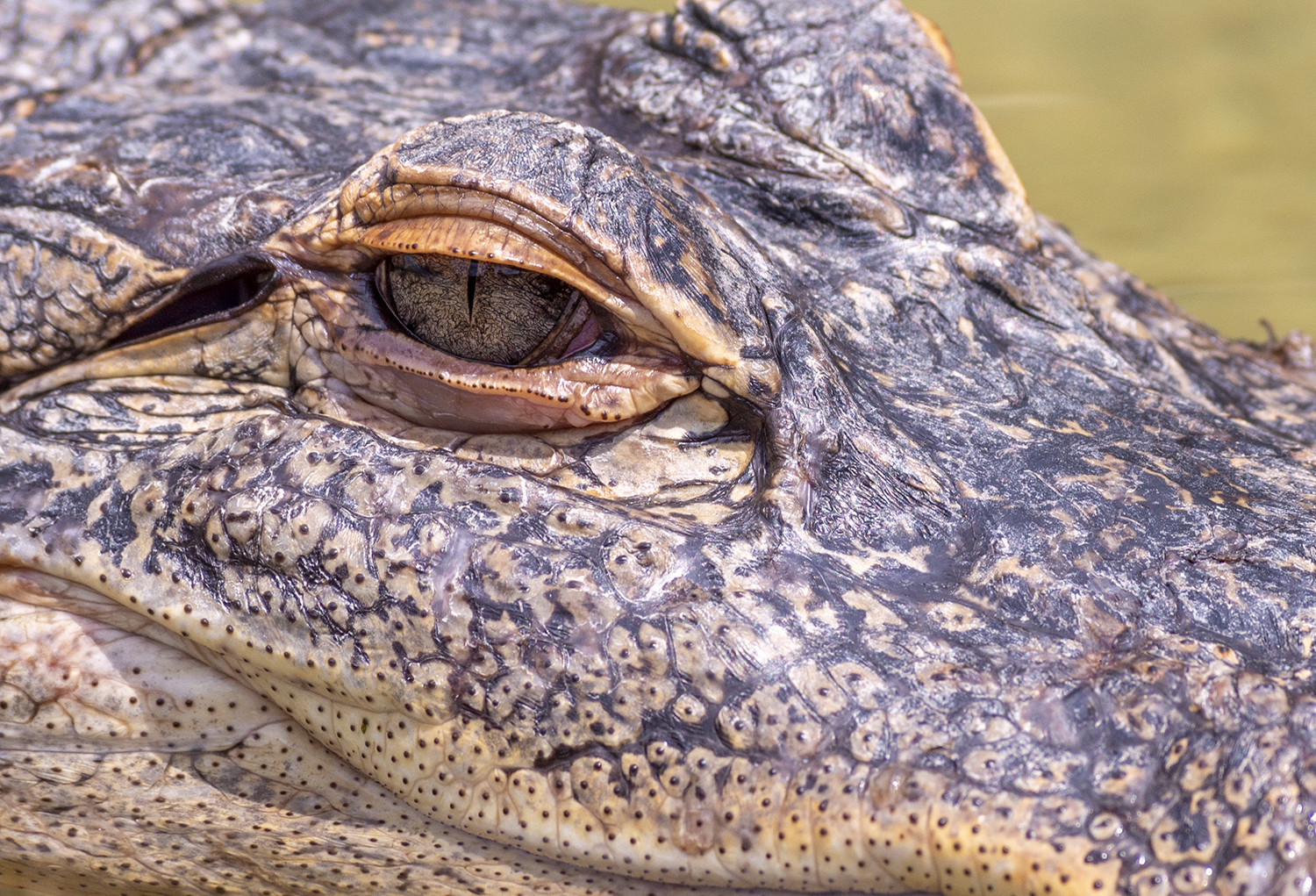 Eye of the American Alligator