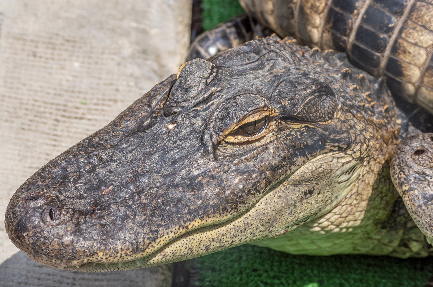 Ancient Gaze: Portrait of an American Alligator